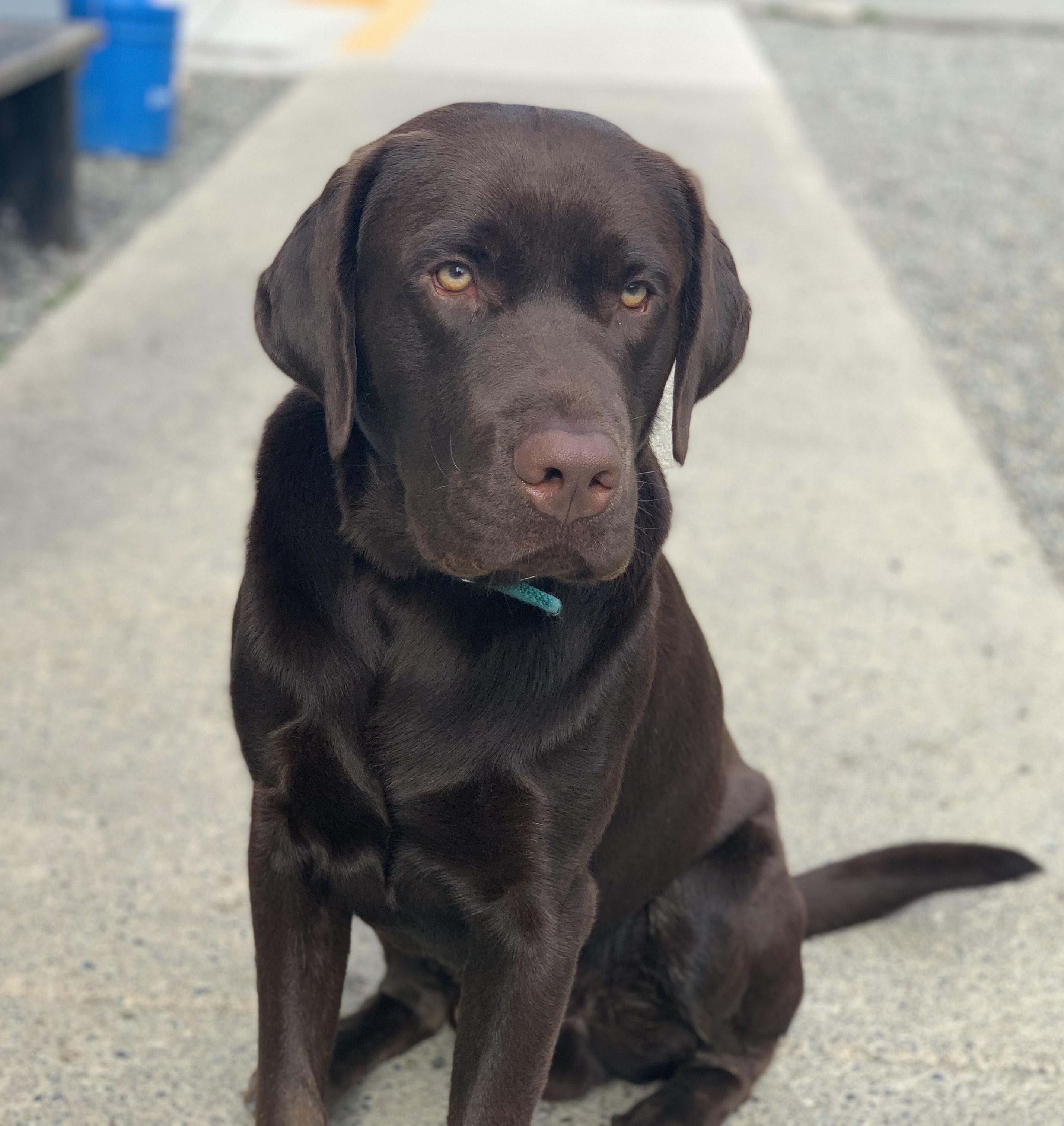 Enlarge Sparrow, a Adopted Labrador Retriever in Gig Harbor, WA image 1/2