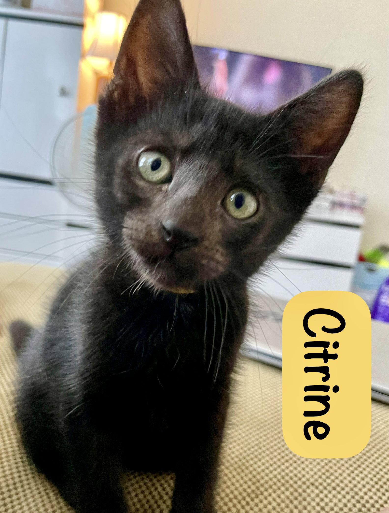 Citrine, Adoptable, Kitten Male Domestic Short Hair.
