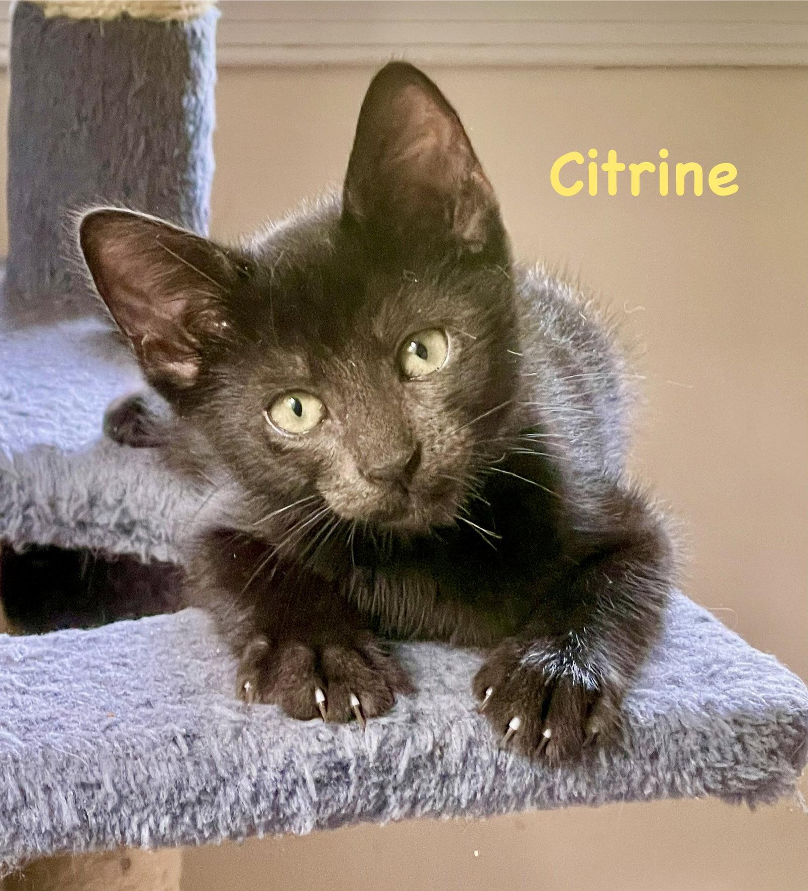 Citrine, a Adoptable Domestic Short Hair in Reston, VA image 2/3