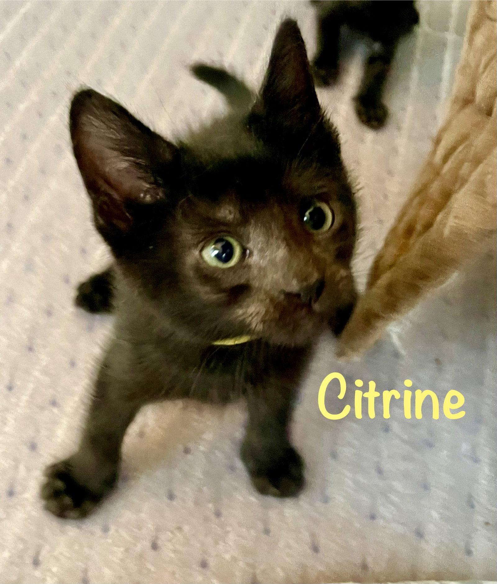 Citrine, a Adoptable Domestic Short Hair in Reston, VA image 3/3