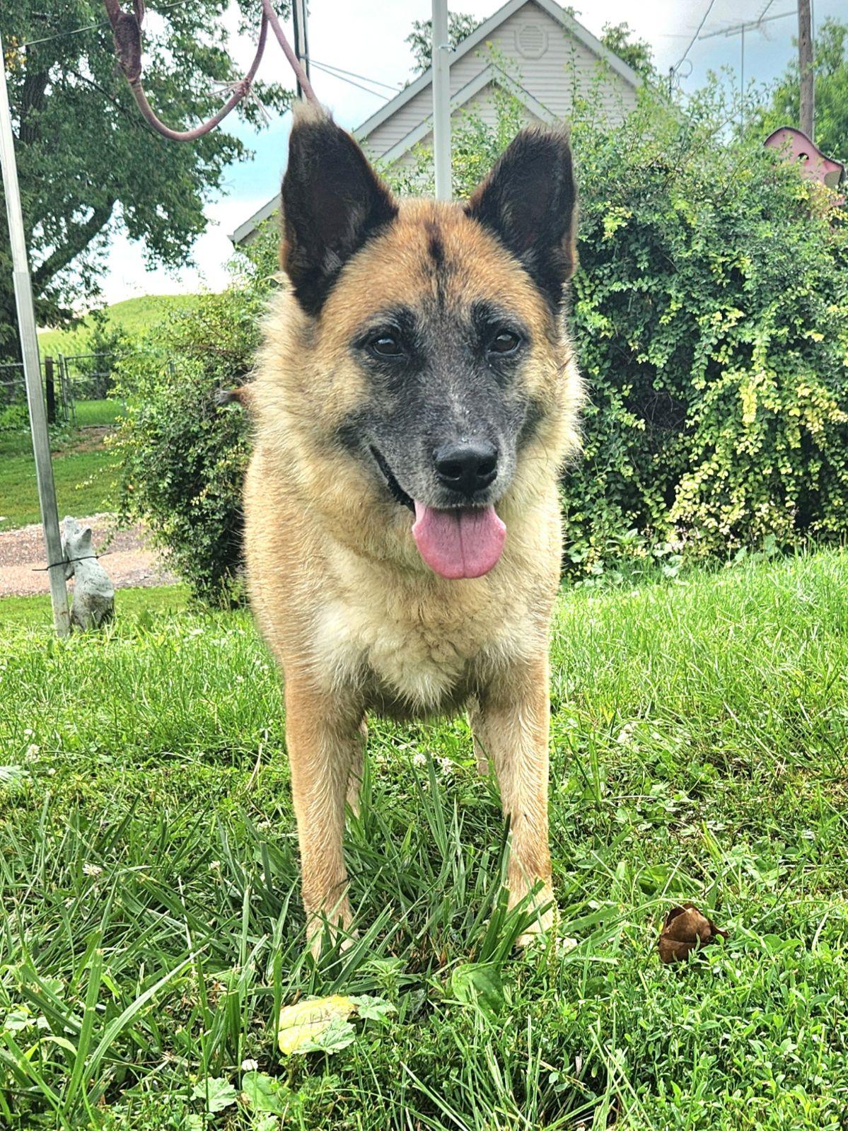 Enlarge Nina, a Adoptable mixed breed in Walthill, NE image 4/4