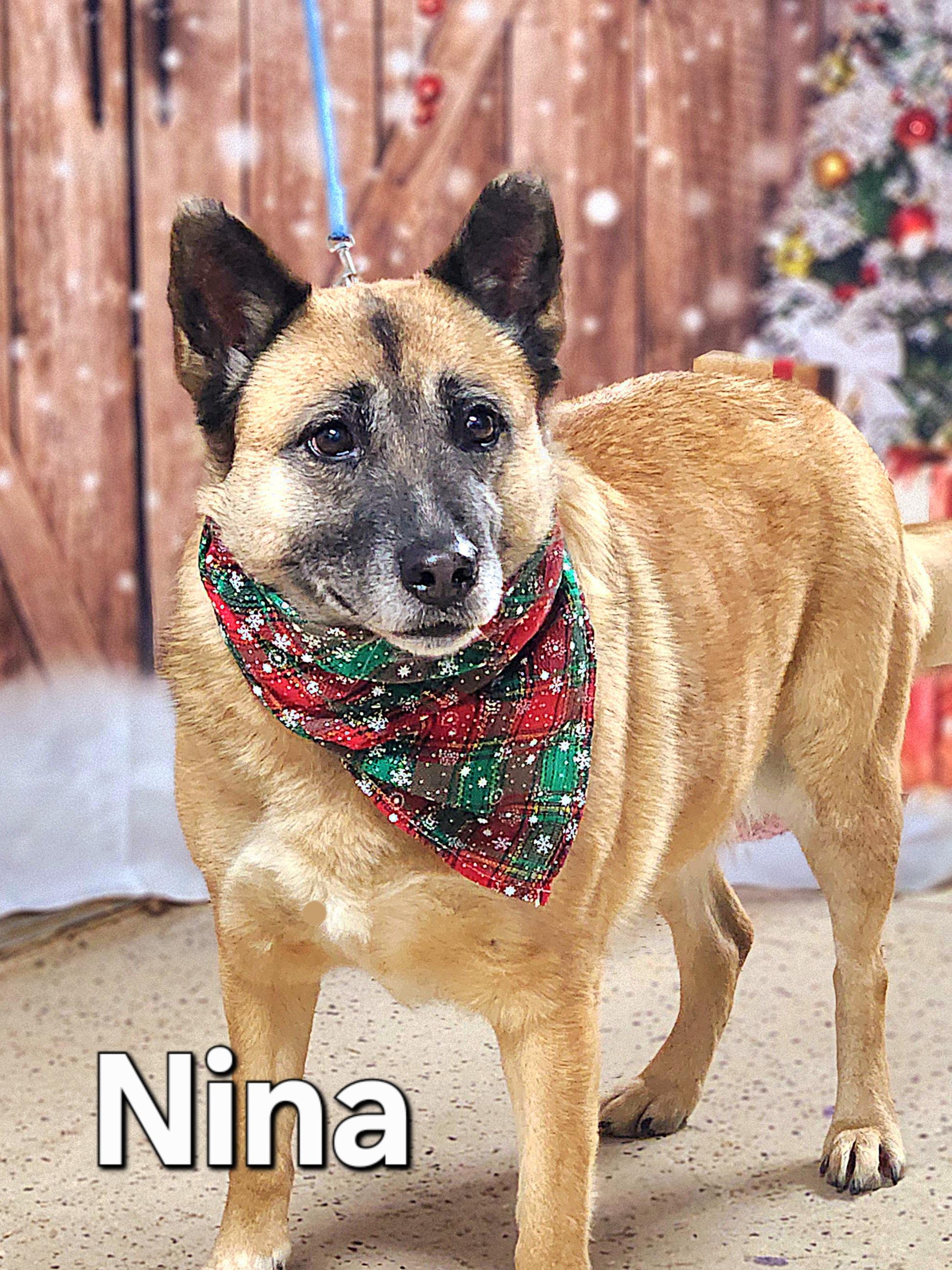 Enlarge Nina, a Adoptable mixed breed in Walthill, NE image 2/4