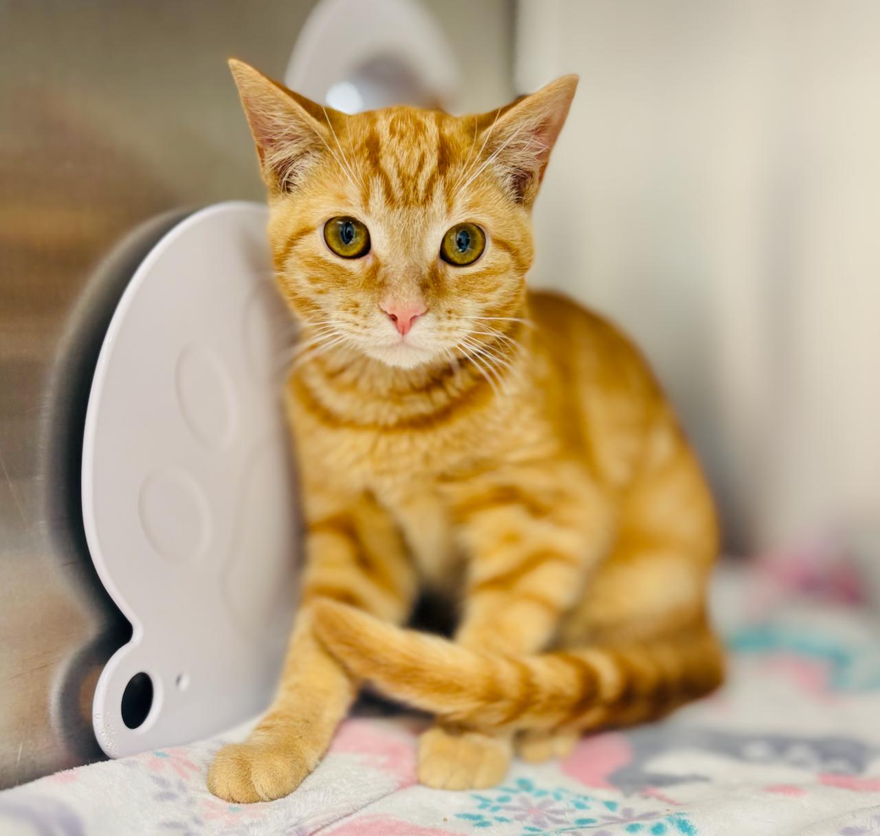 Ozzie 4356, adopted, Kitten Male Domestic Short Hair.