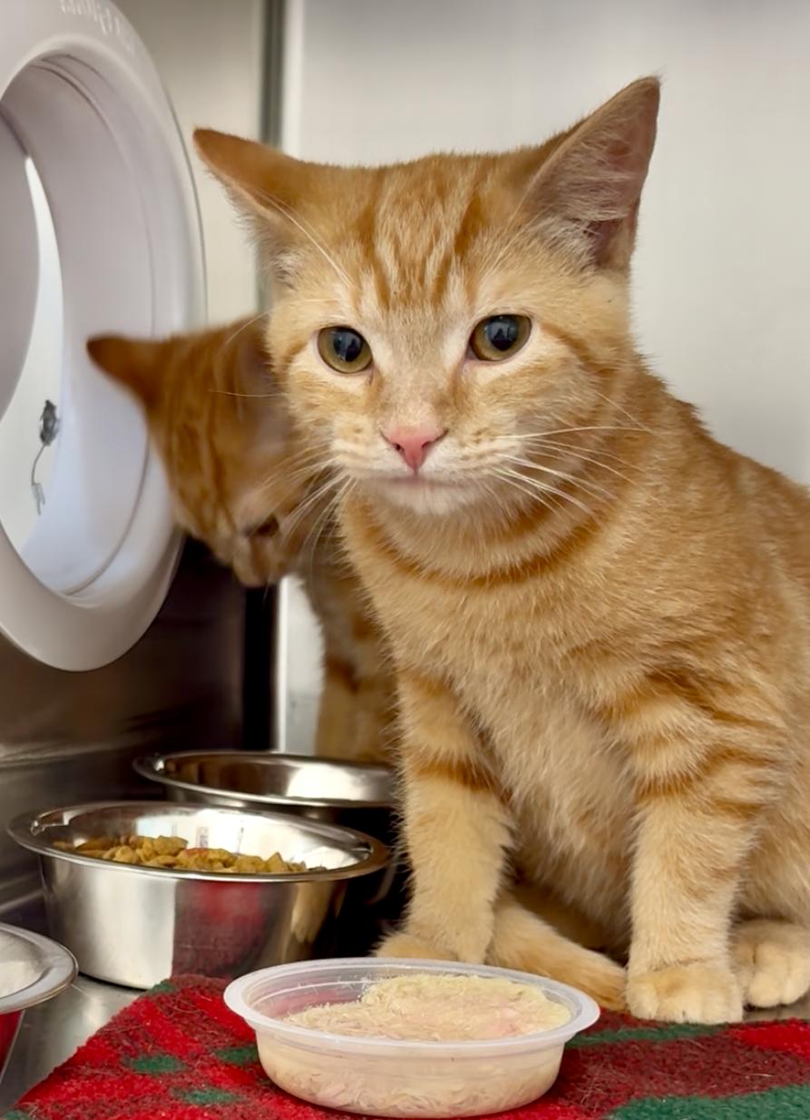 Ozzie 4356, an adopted Domestic Short Hair in St Stephen, NB image 2/2