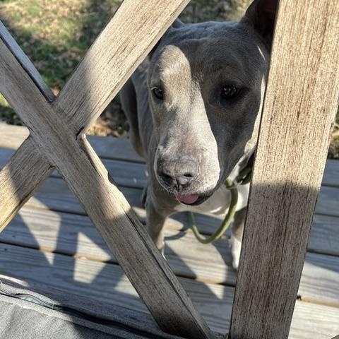 Enlarge PRINCESSA, a Adoptable Pit Bull Terrier in Allentown, PA image 6/6
