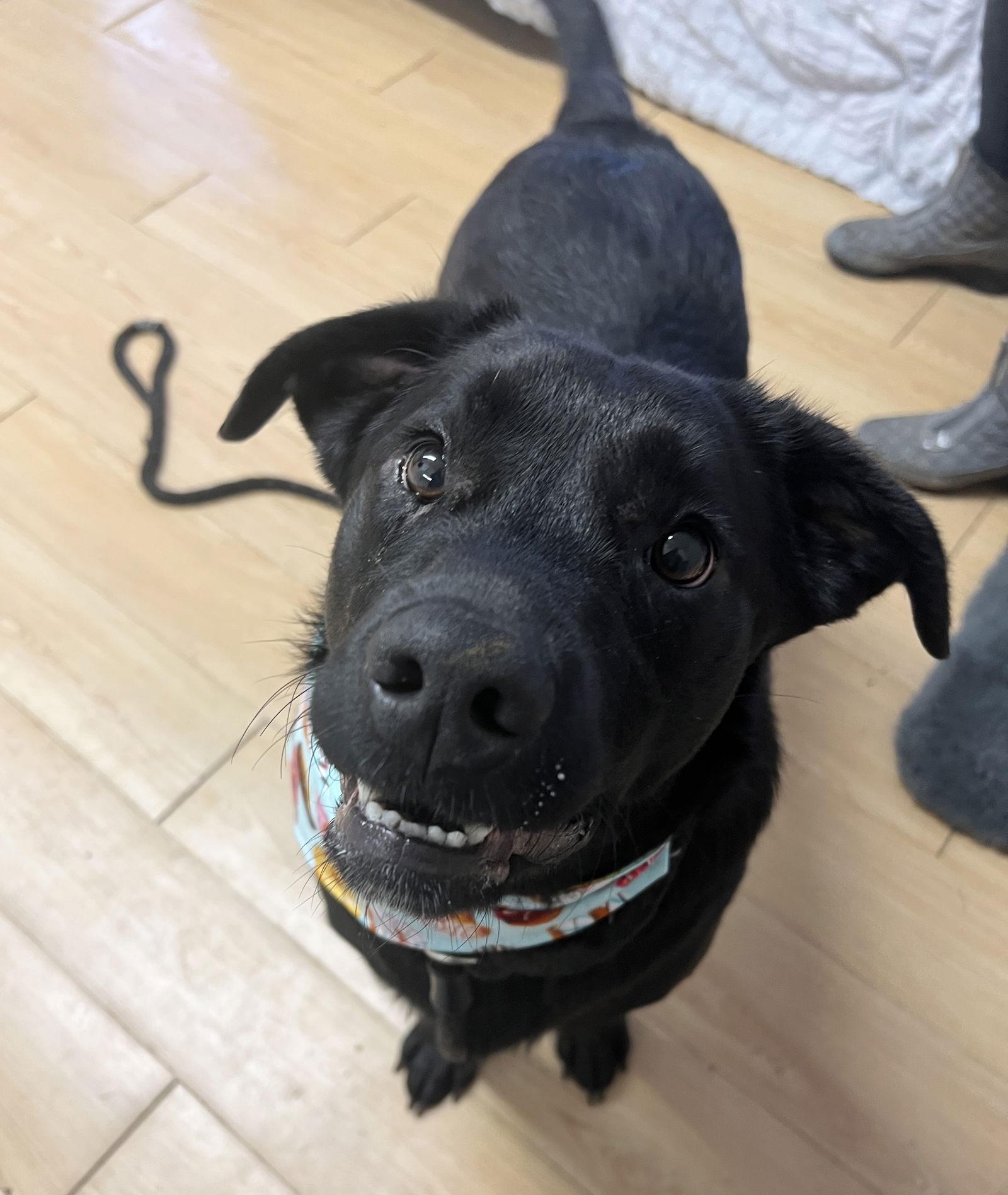 Oscar Dixon thumbnail 2