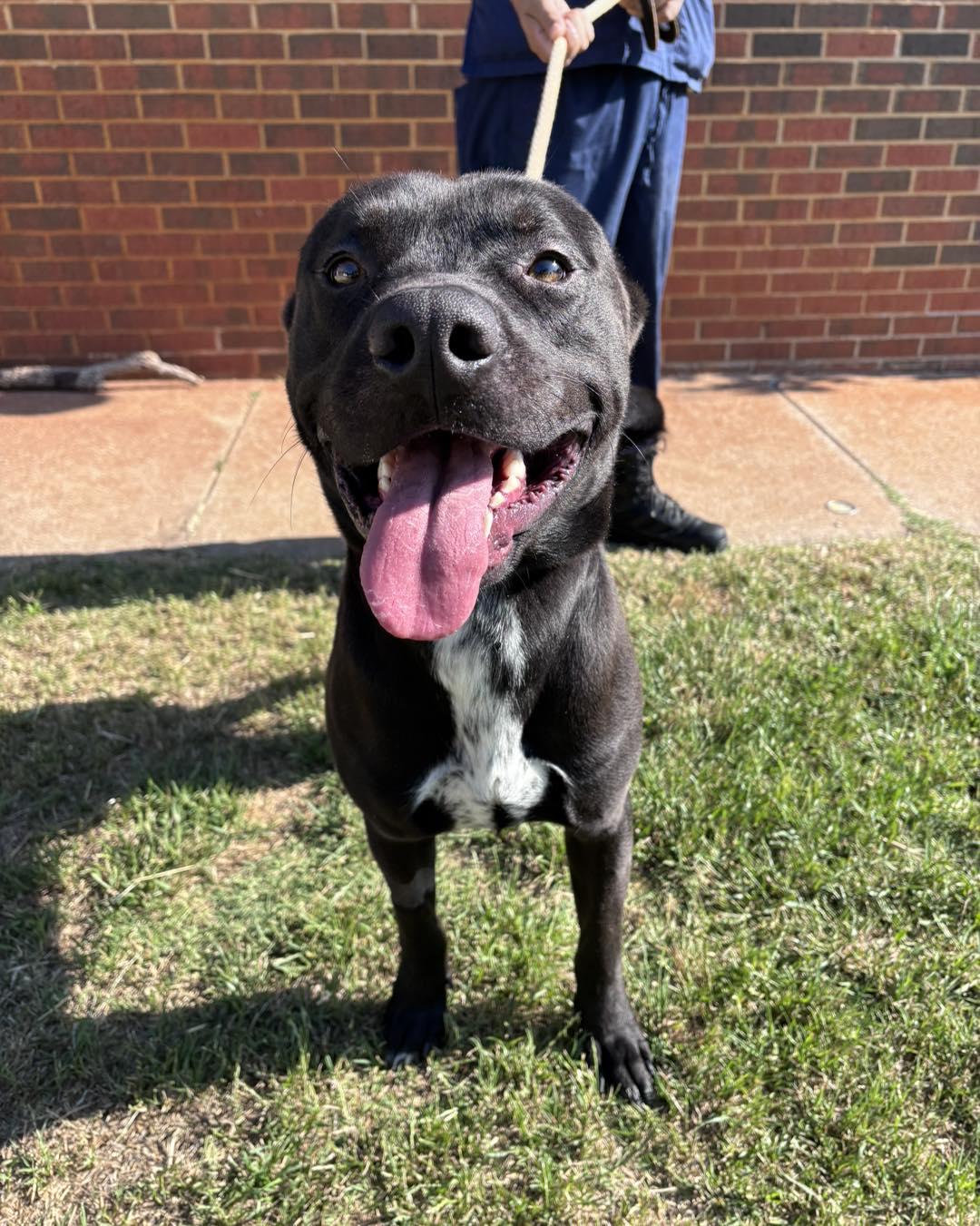Grinch, a ADOPTABLE mixed breed in Stillwater, OK image 2/2