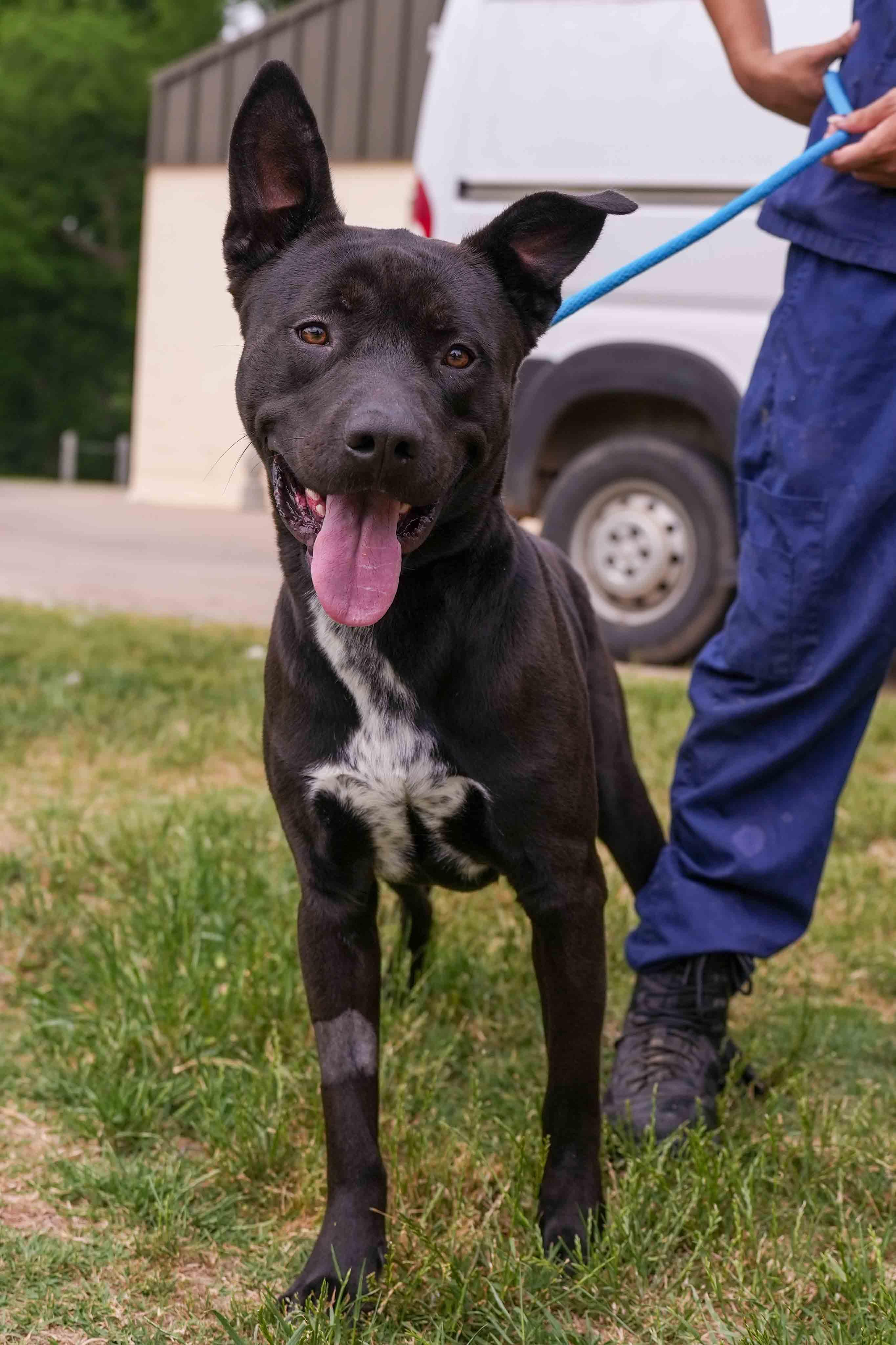 Grinch, a ADOPTABLE mixed breed in Stillwater, OK image 1/2