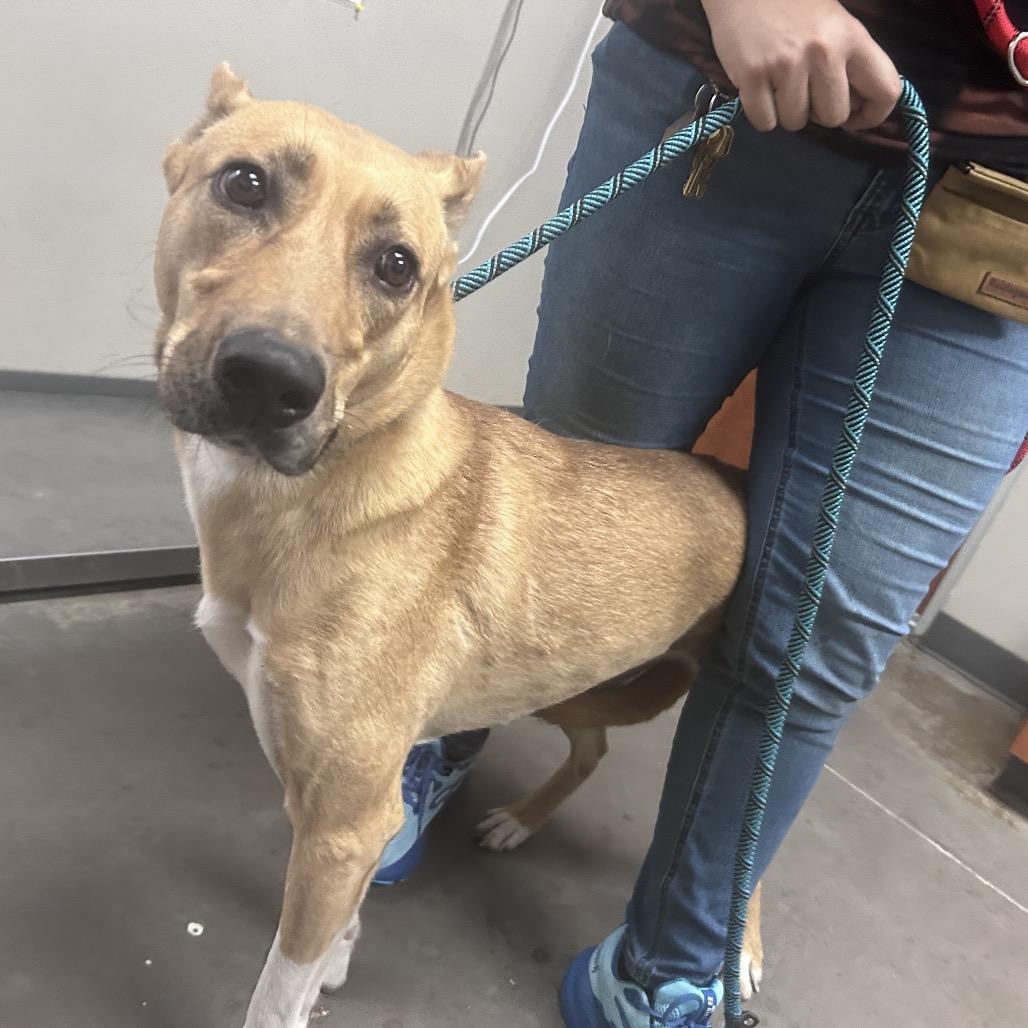 Enlarge Bella, a Adoptable German Shepherd Dog in Yuma, AZ image 1/1