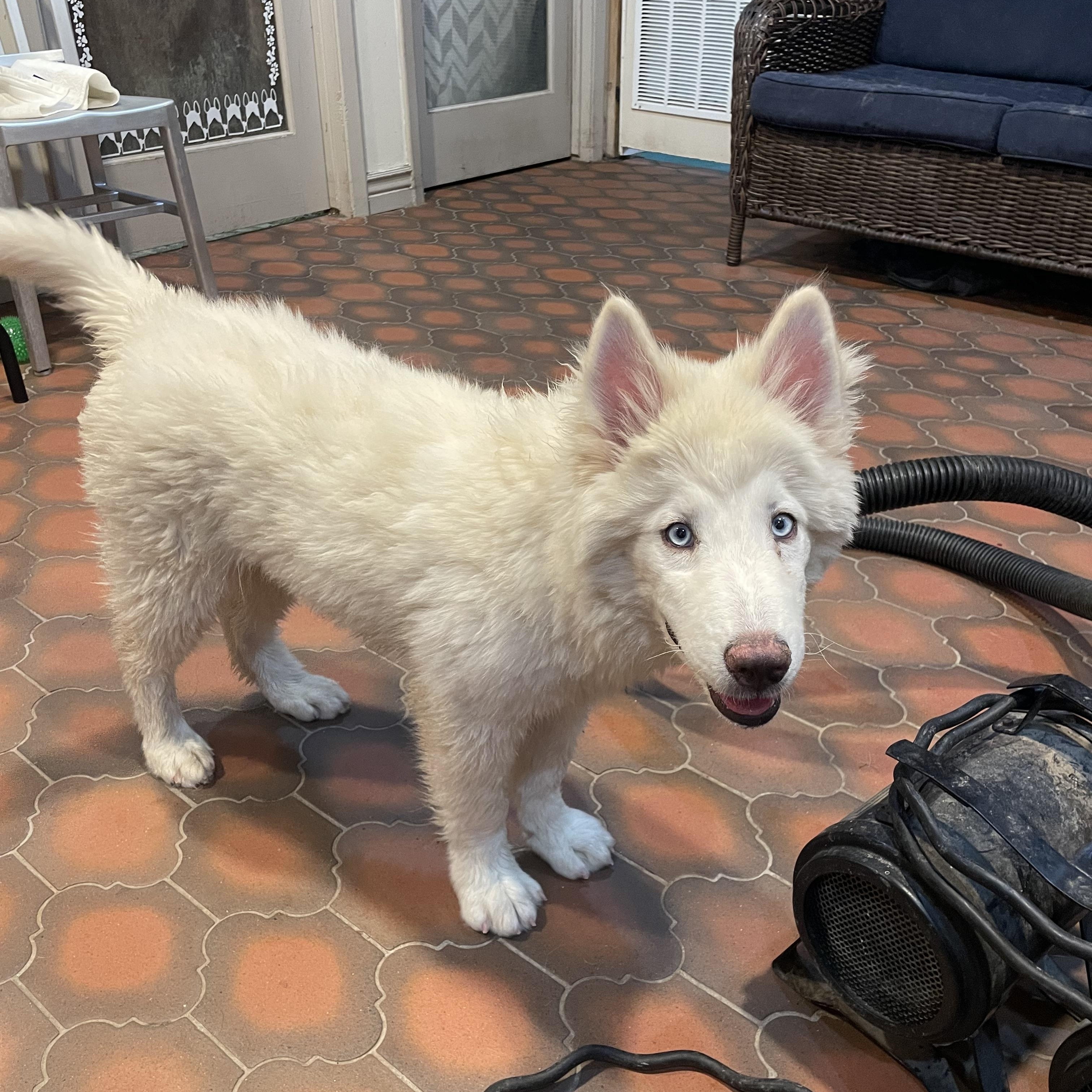 Avery, Adoptable, Young Female Siberian Husky & Samoyed.