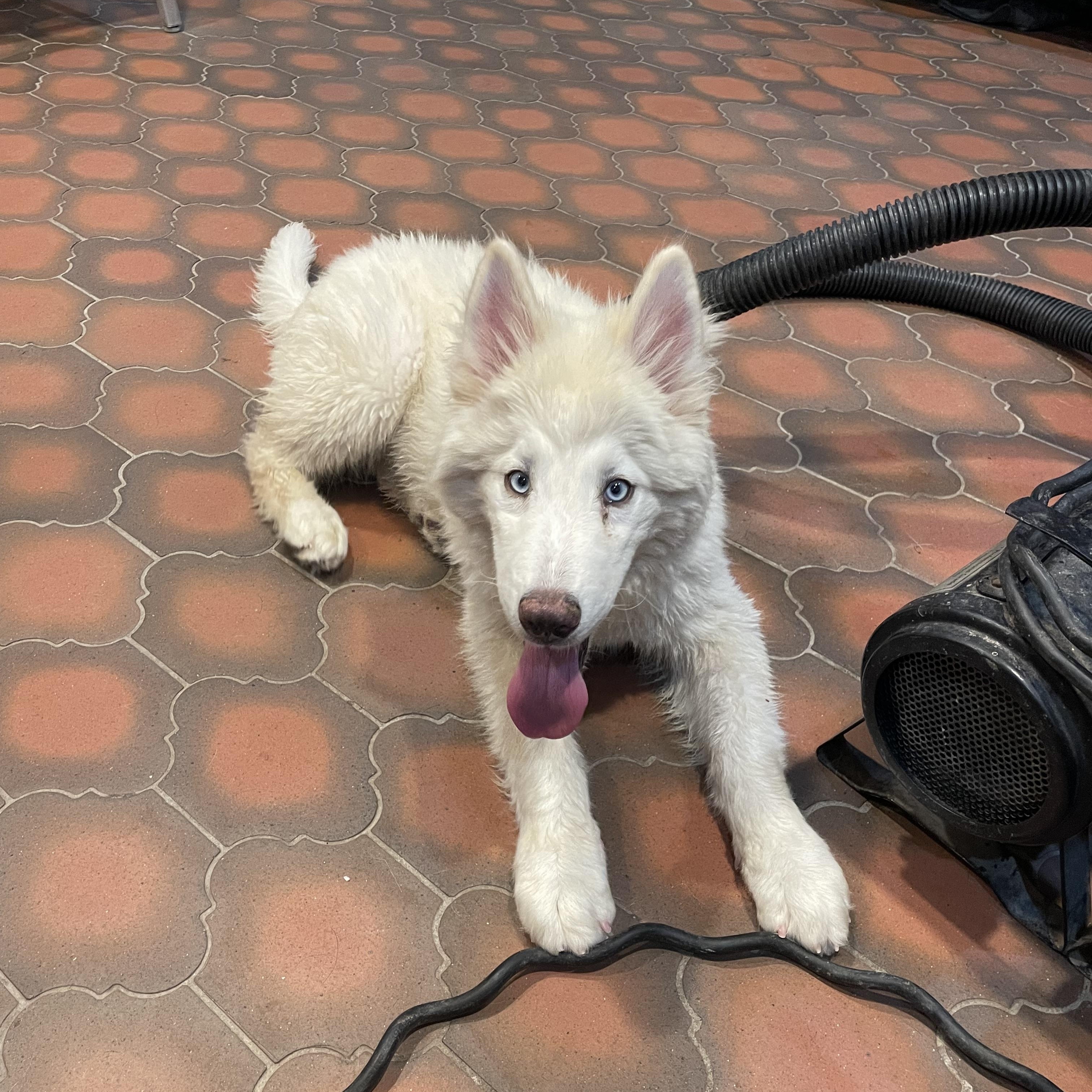 Enlarge Avery, a Adoptable mixed breed in Phoenix, AZ image 2/4