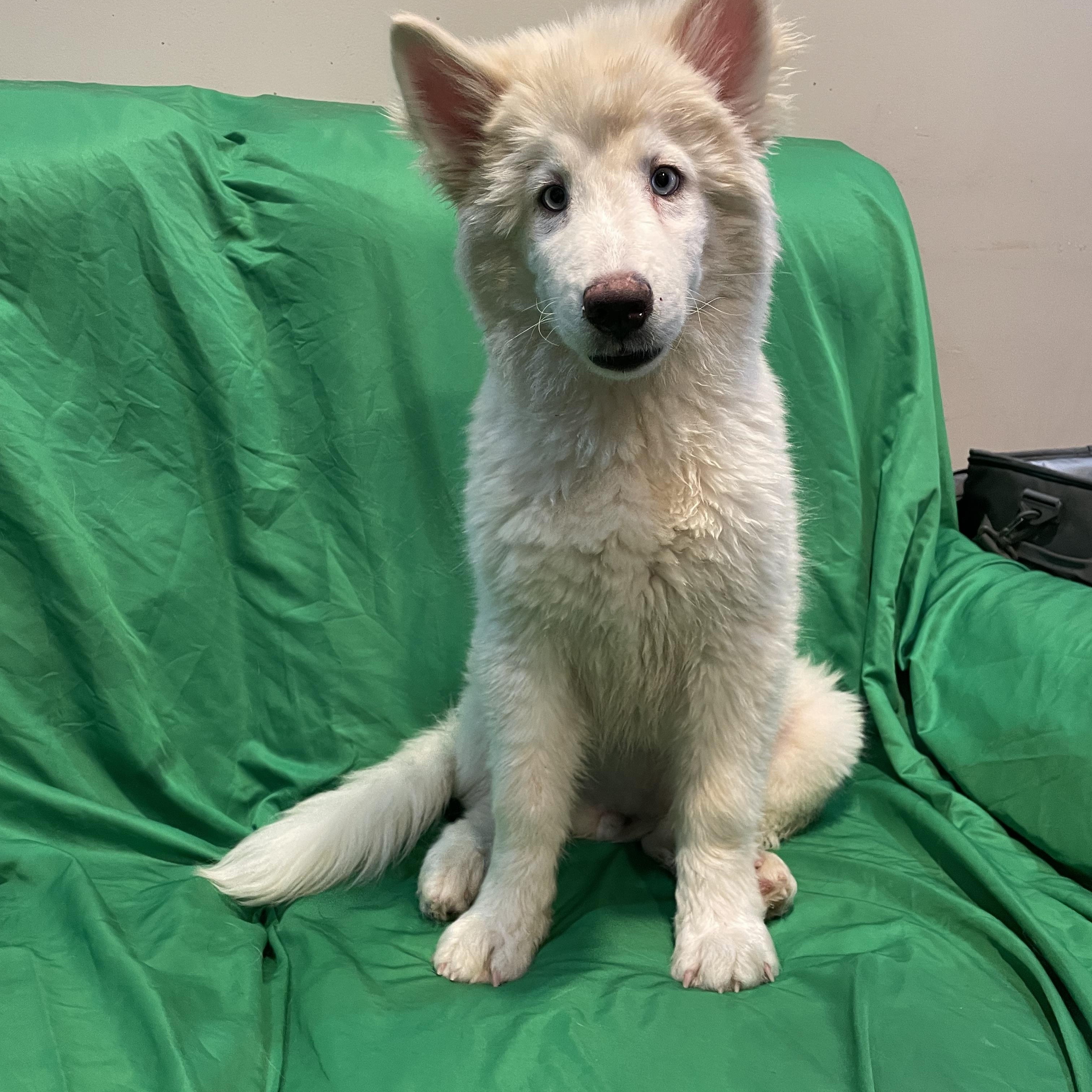 Enlarge Avery, a Adoptable mixed breed in Phoenix, AZ image 4/4