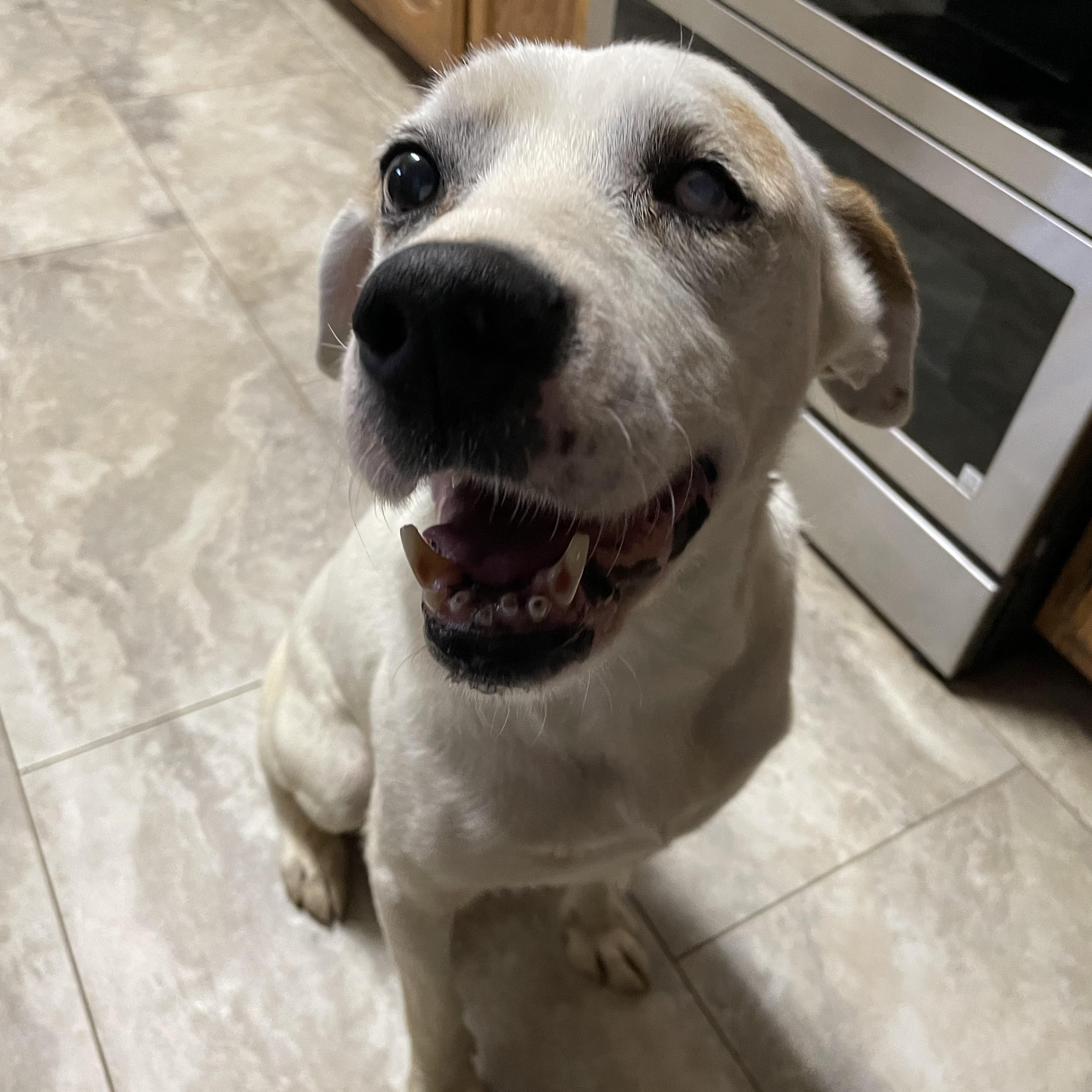Enlarge Petey, a Adoptable mixed breed in Heber Springs, AR image 1/5