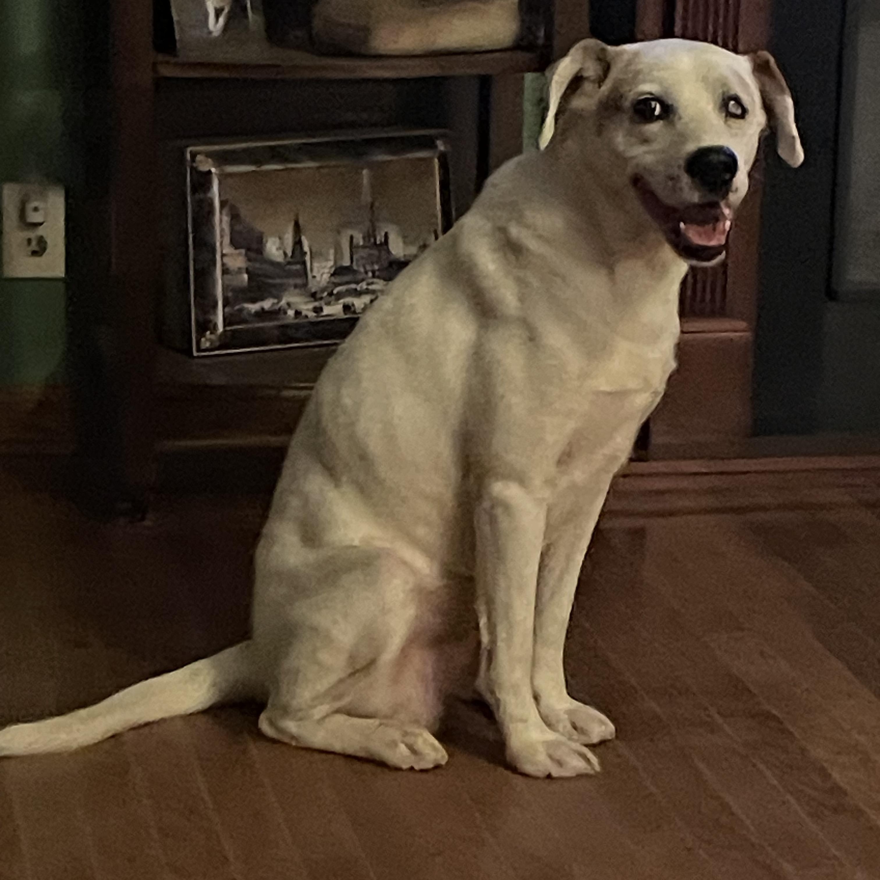 Enlarge Petey, a Adoptable mixed breed in Heber Springs, AR image 2/5