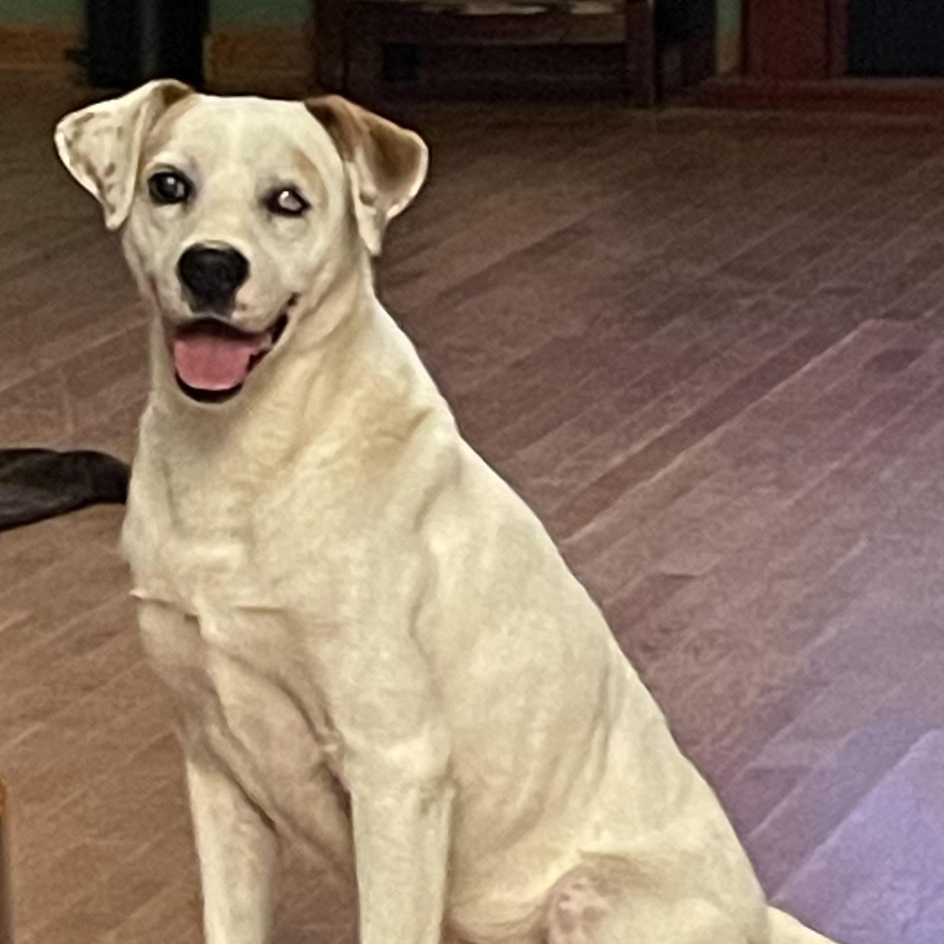 Enlarge Petey, a Adoptable mixed breed in Heber Springs, AR image 3/5