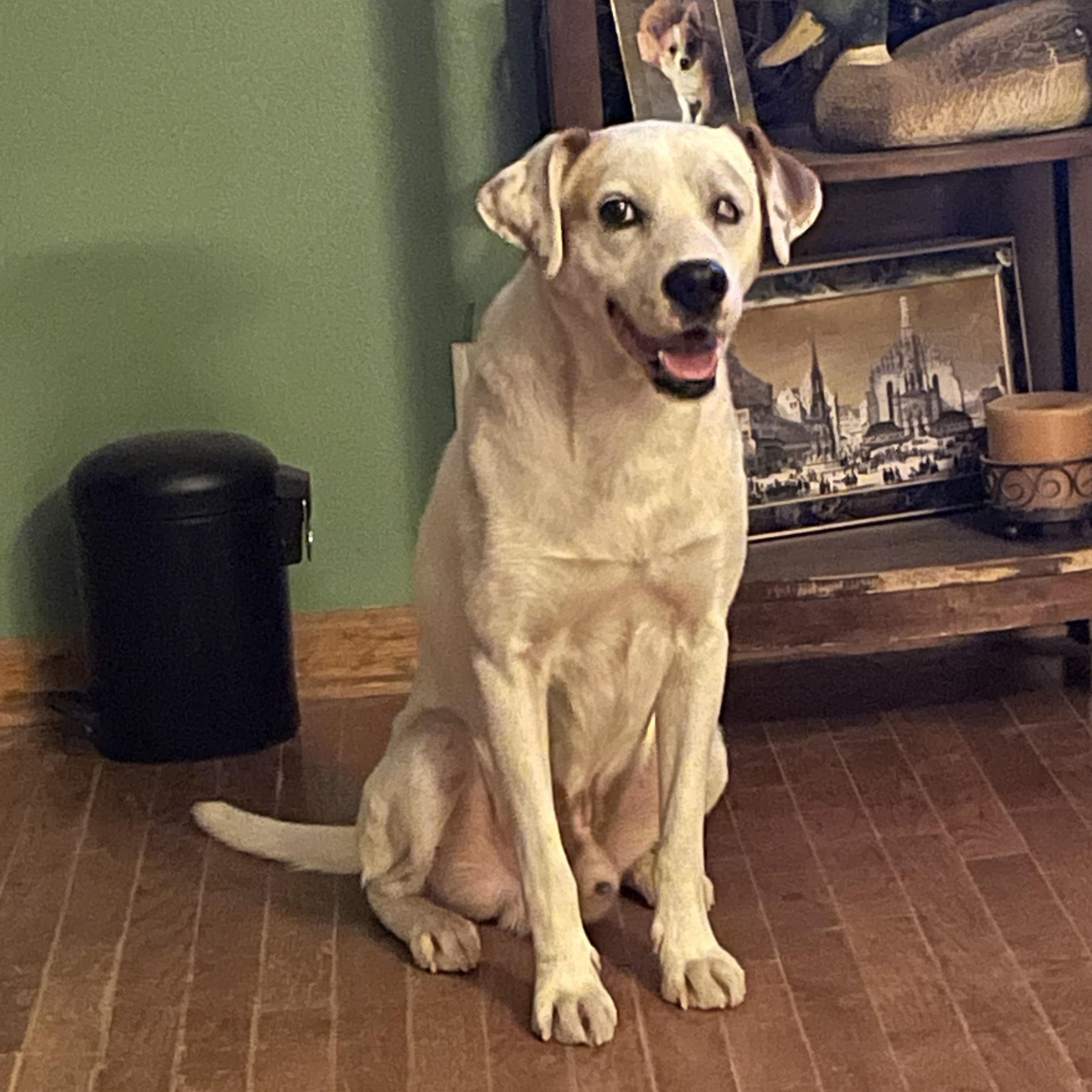 Enlarge Petey, a Adoptable mixed breed in Heber Springs, AR image 4/5