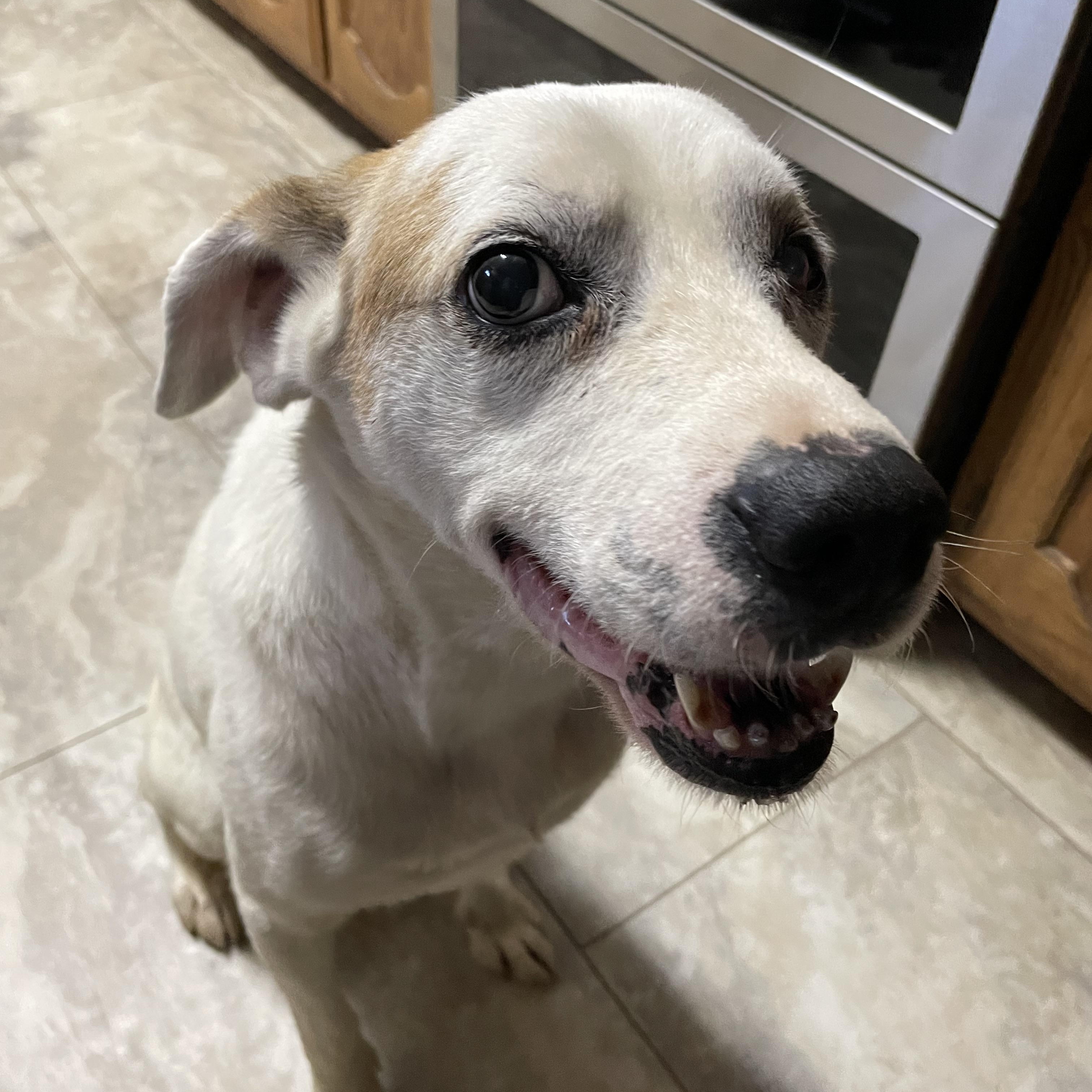Petey, Adoptable, Senior Male Hound.