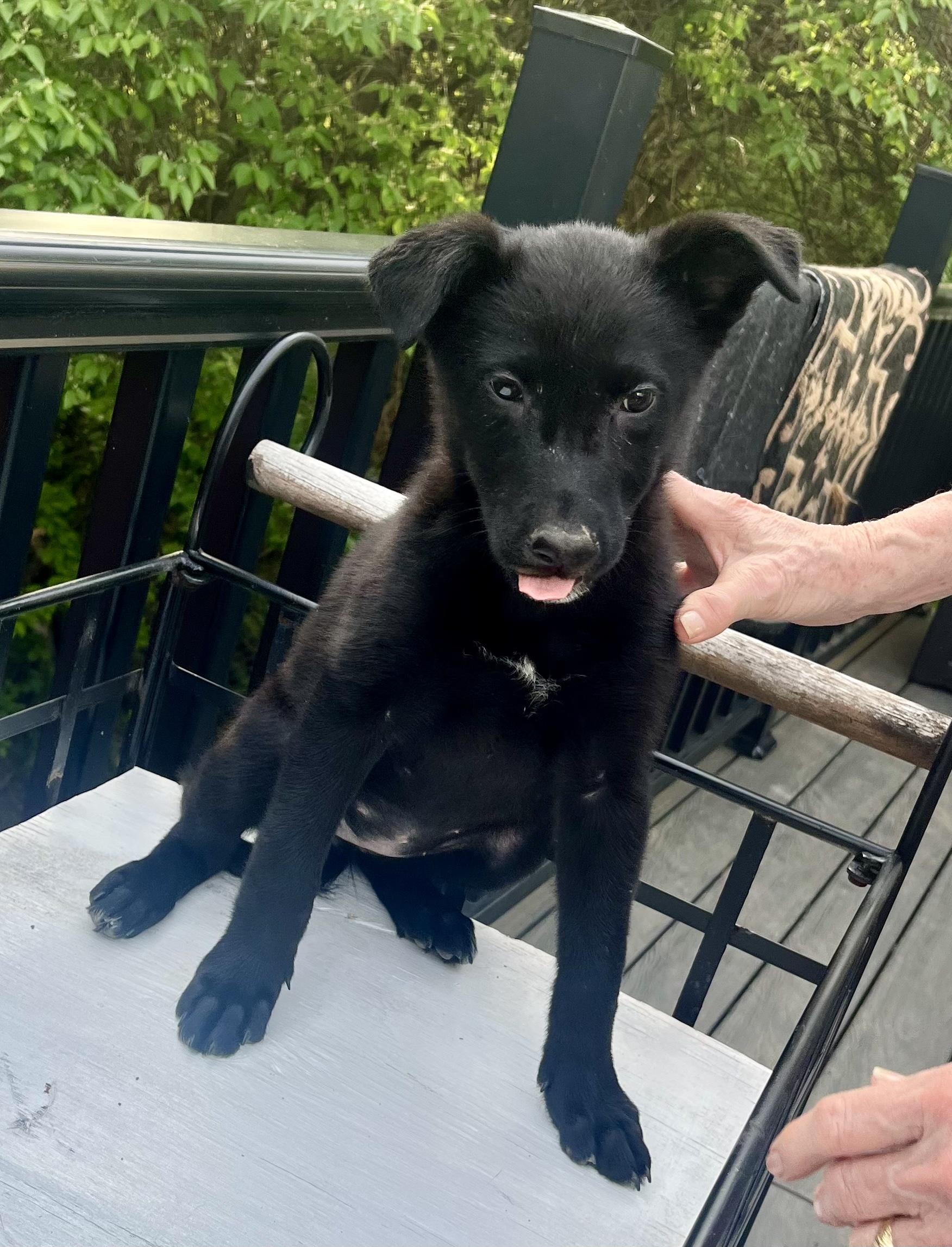 Enlarge Dorothy - ADOPTION PENDING!, an adopted mixed breed in Cincinnati, OH image 2/5