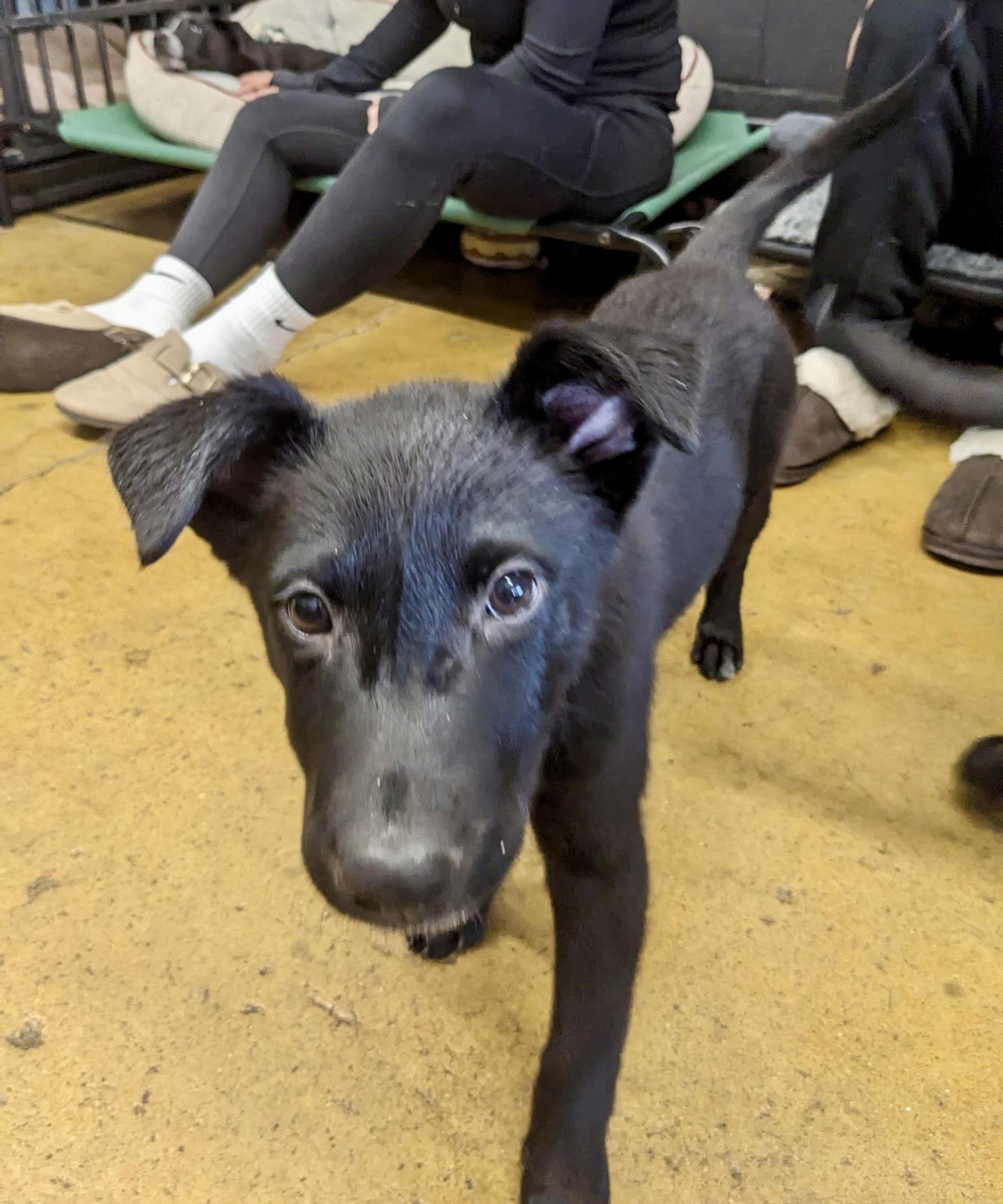 Enlarge Dorothy - ADOPTION PENDING!, an adopted mixed breed in Cincinnati, OH image 5/5