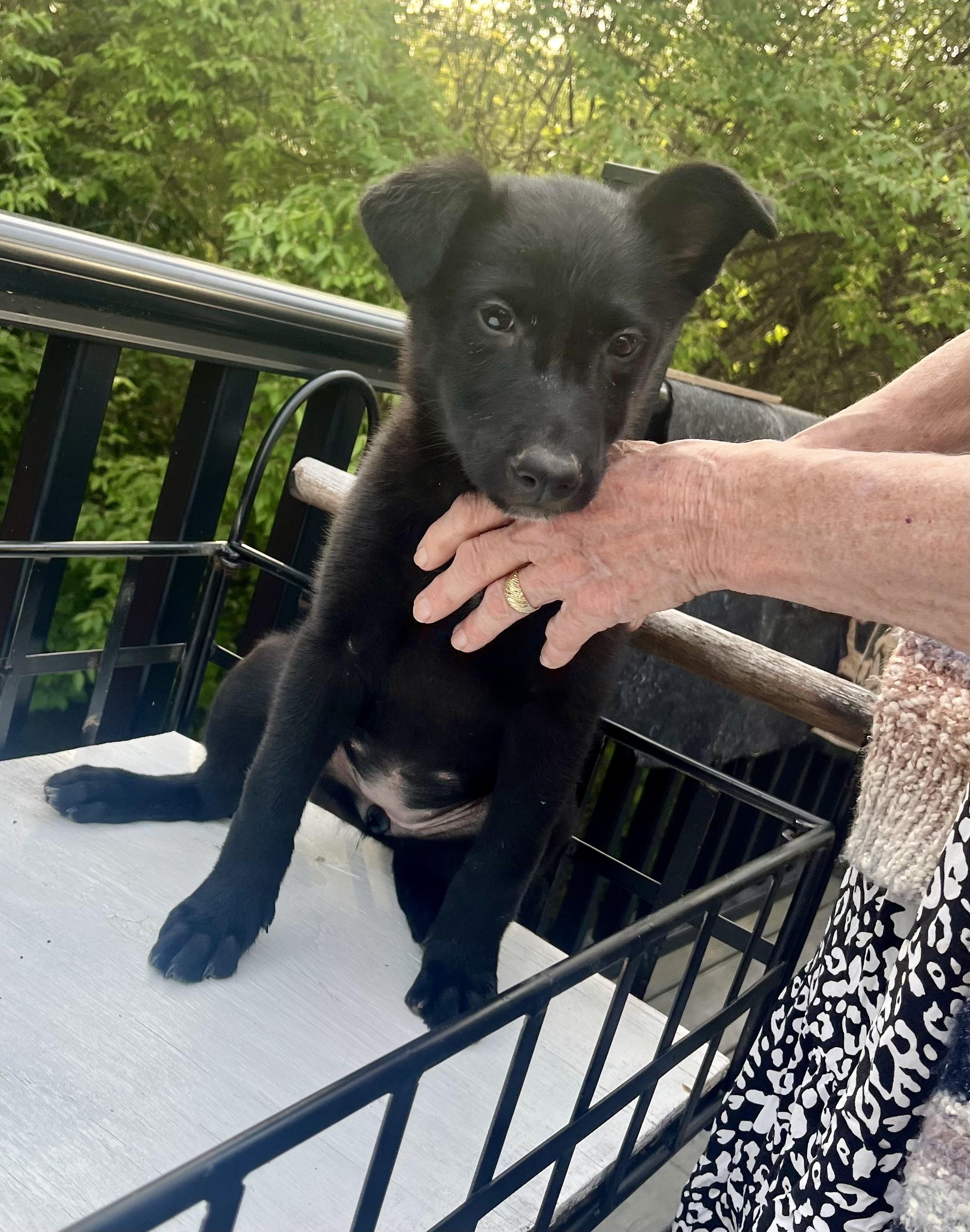 Enlarge Dorothy - ADOPTION PENDING!, an adopted mixed breed in Cincinnati, OH image 4/5