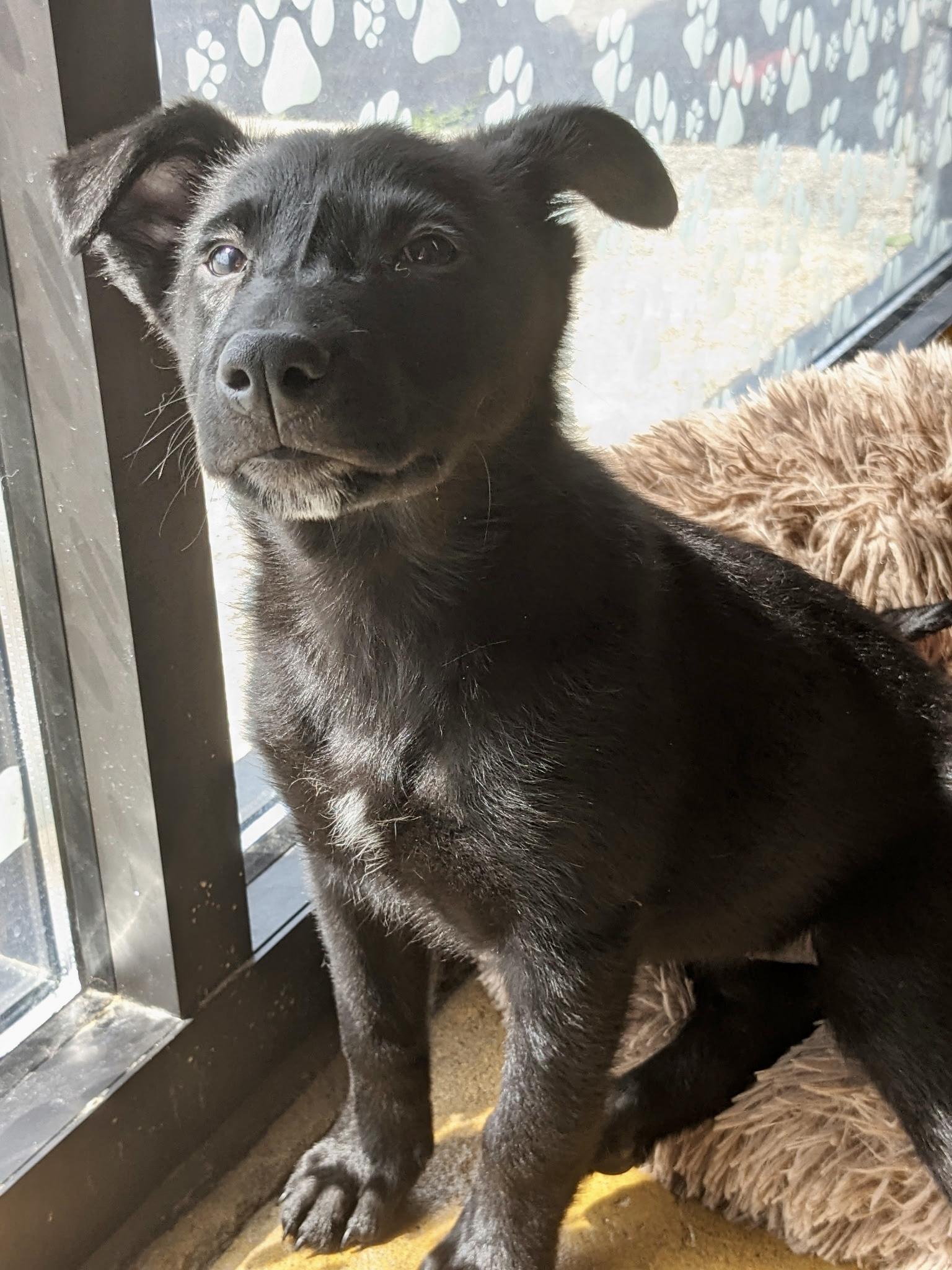Enlarge Dorothy - ADOPTION PENDING!, an adopted mixed breed in Cincinnati, OH image 3/5