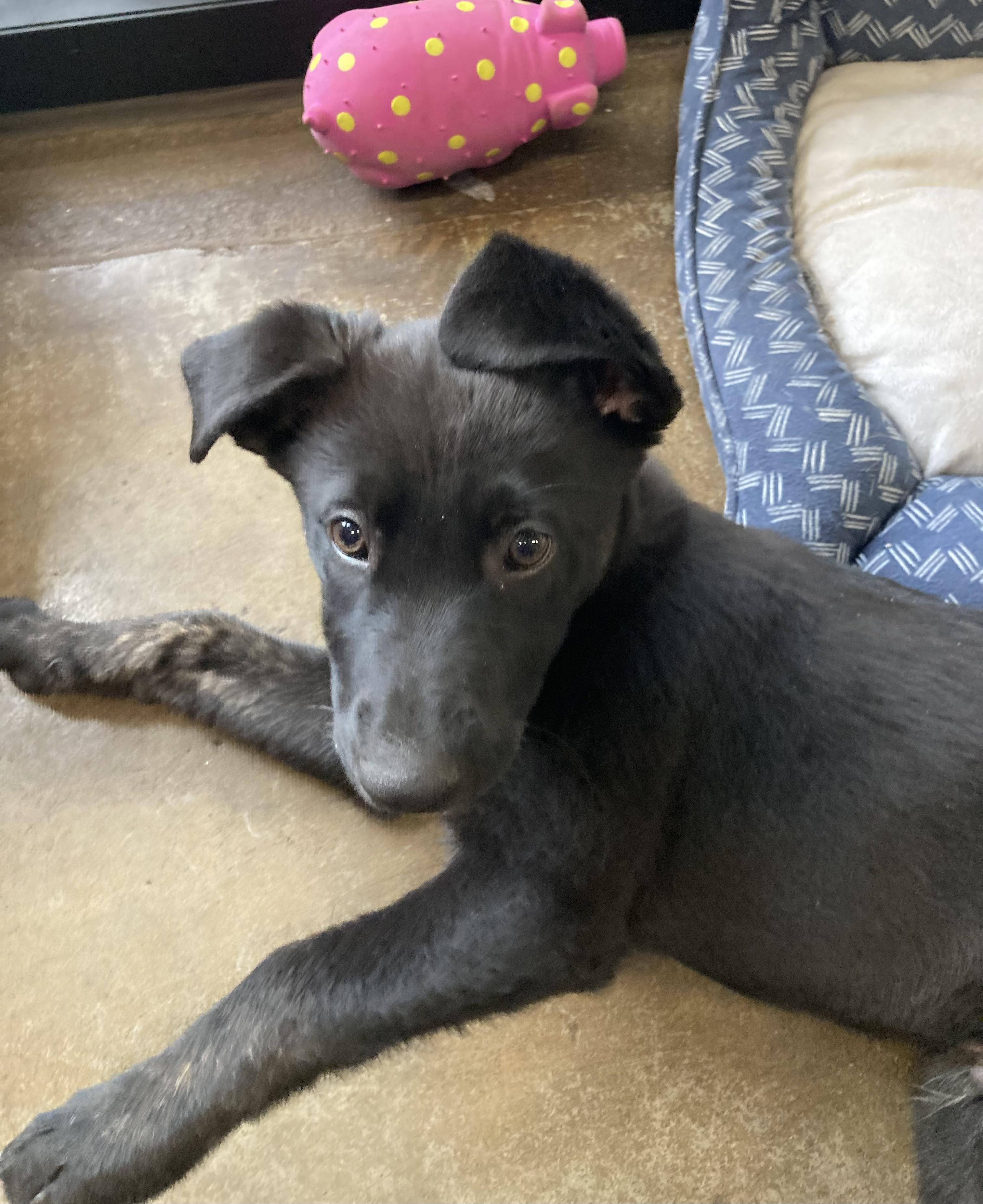 Dorothy - ADOPTION PENDING!, adopted, Puppy Female Belgian Shepherd / Laekenois.