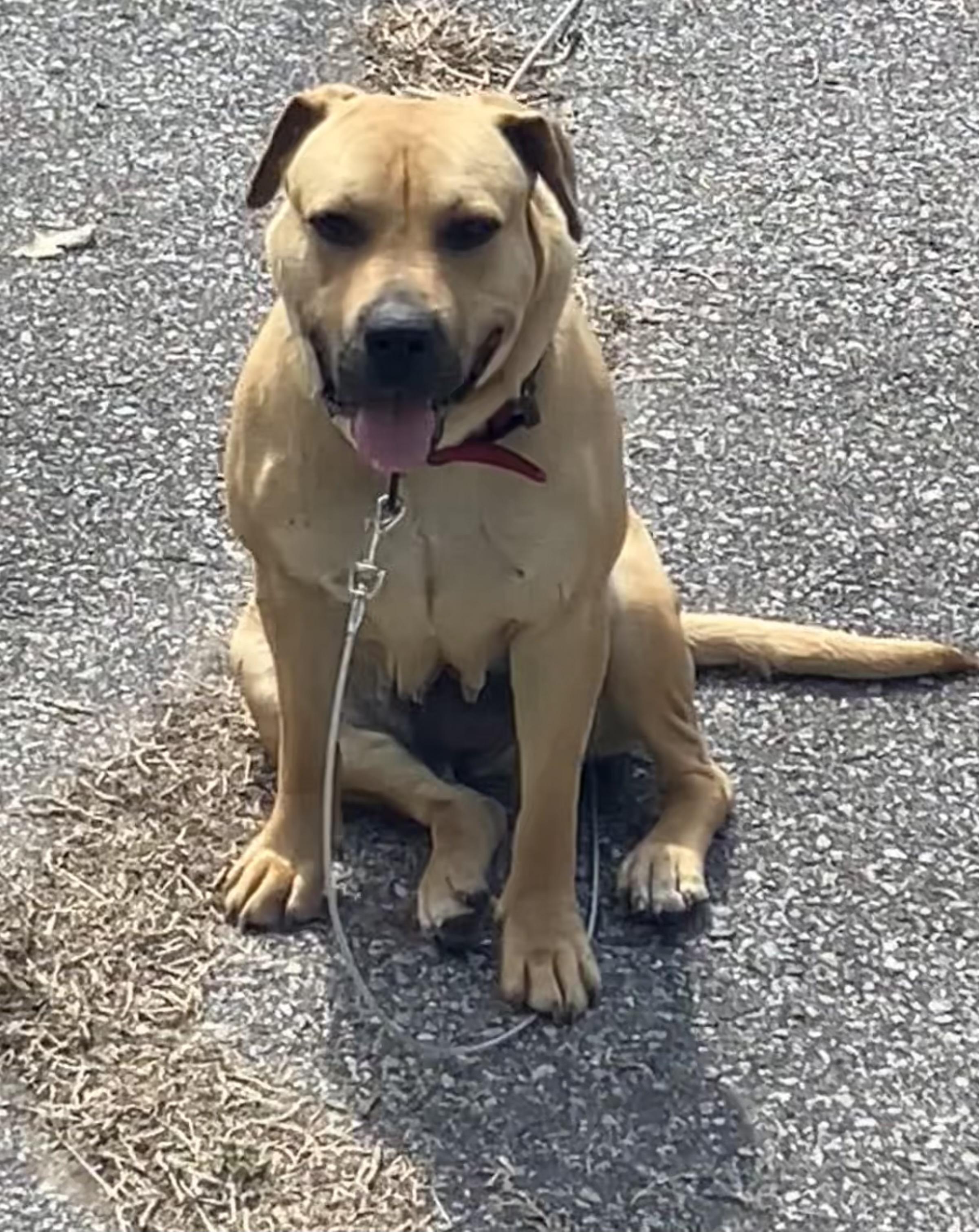 Enlarge Bella Martin , a ADOPTABLE mixed breed in Dyersburg, TN image 3/5