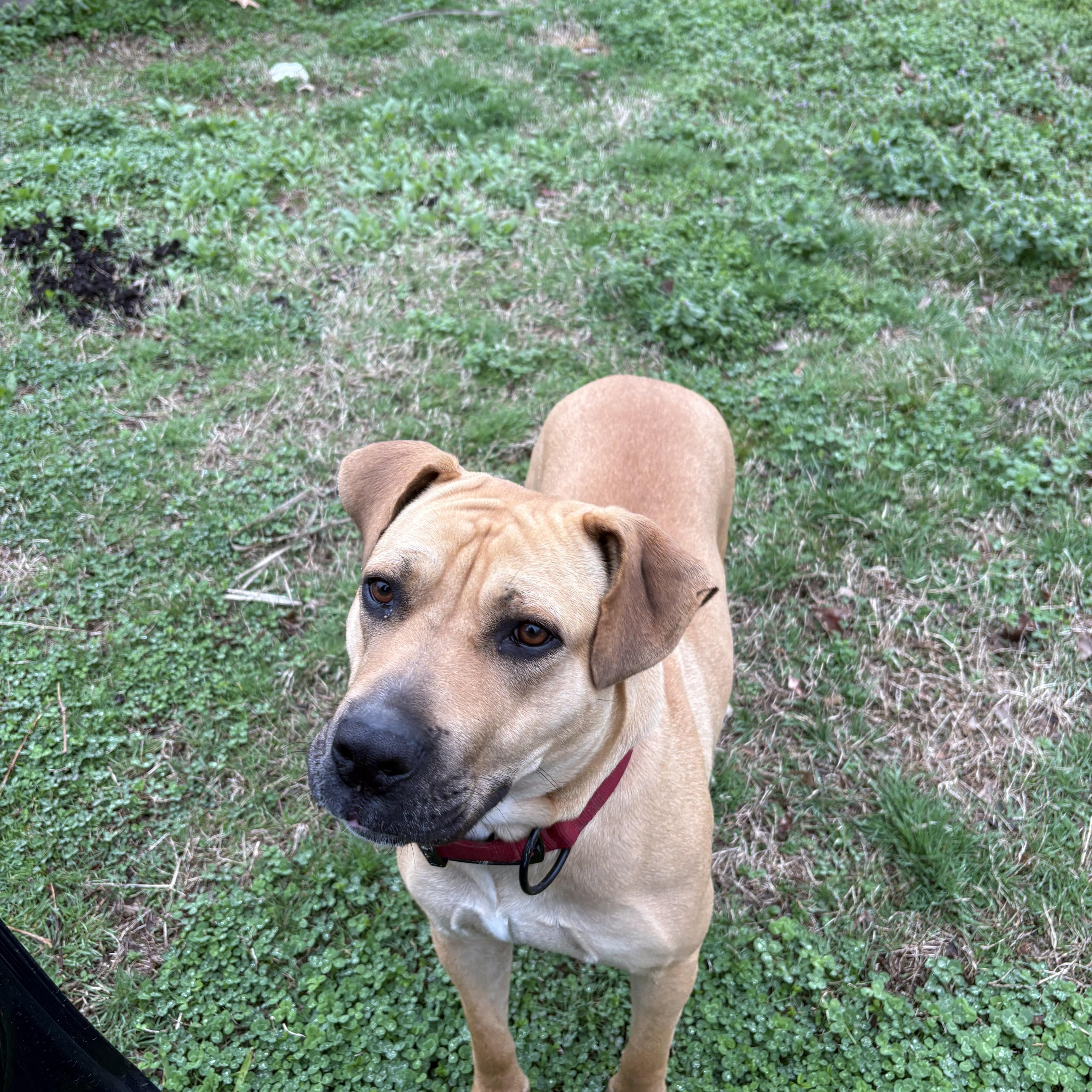 Enlarge Bella Martin , a ADOPTABLE mixed breed in Dyersburg, TN image 2/5