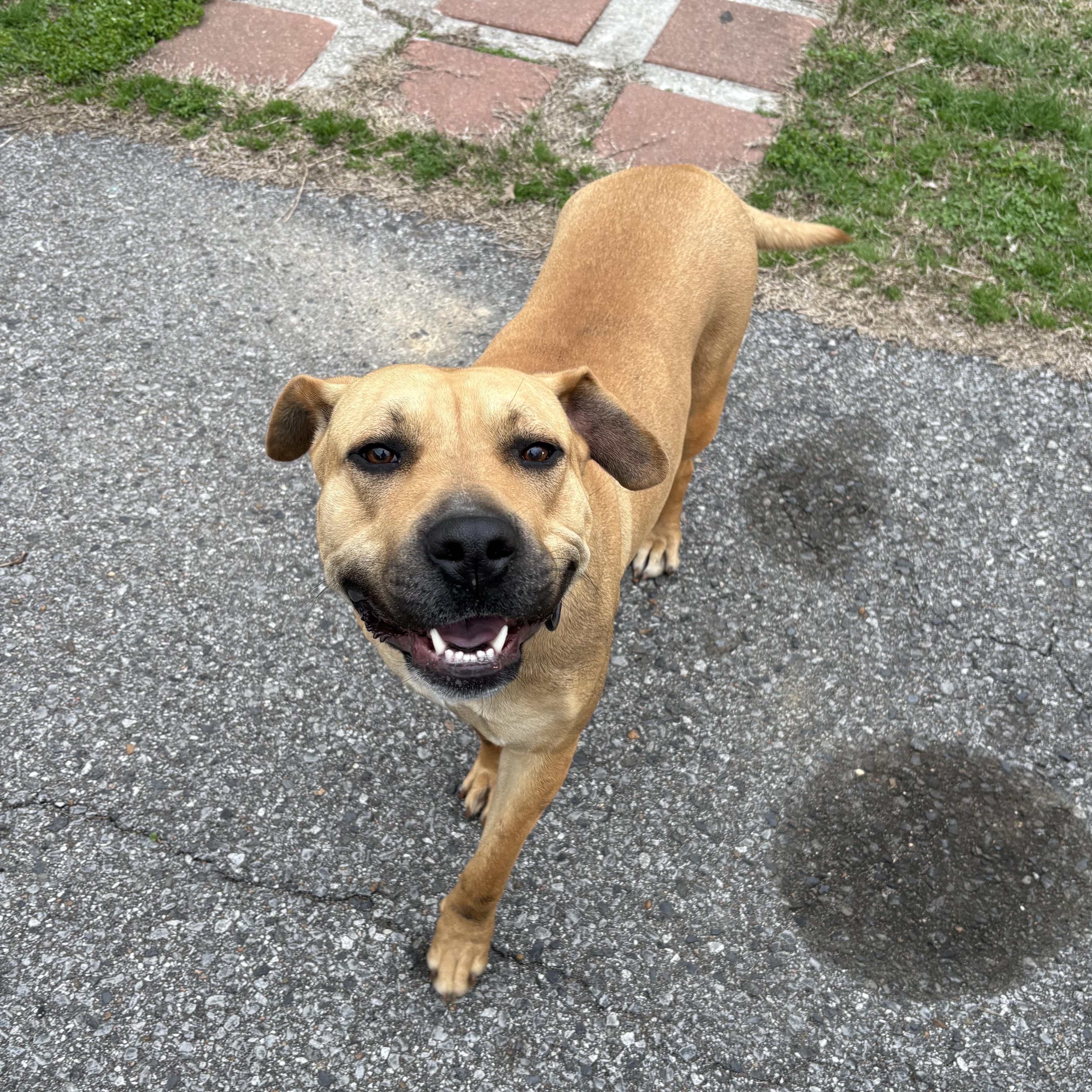Enlarge Bella Martin , a ADOPTABLE mixed breed in Dyersburg, TN image 1/5