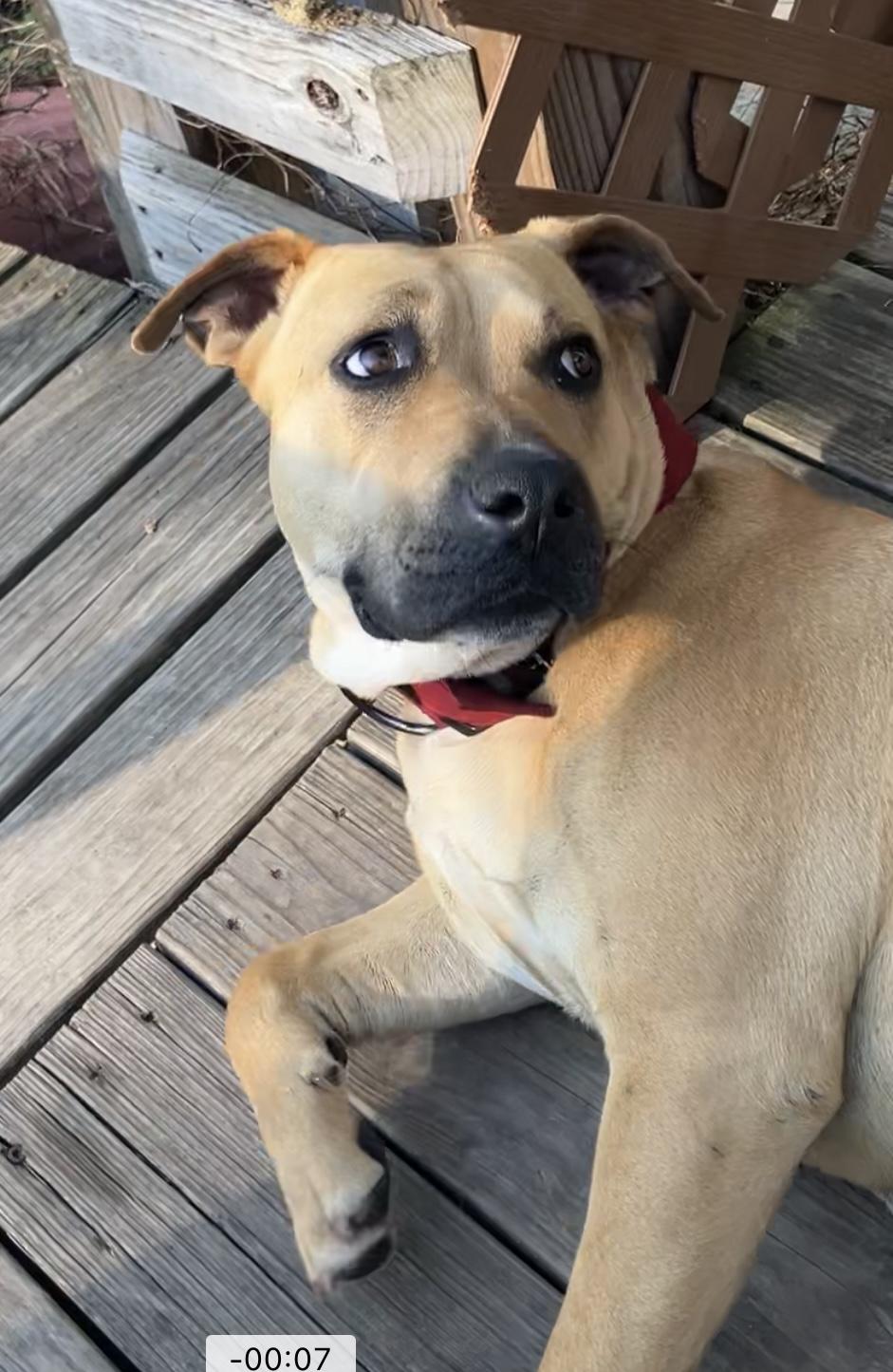 Enlarge Bella Martin , a ADOPTABLE mixed breed in Dyersburg, TN image 5/5