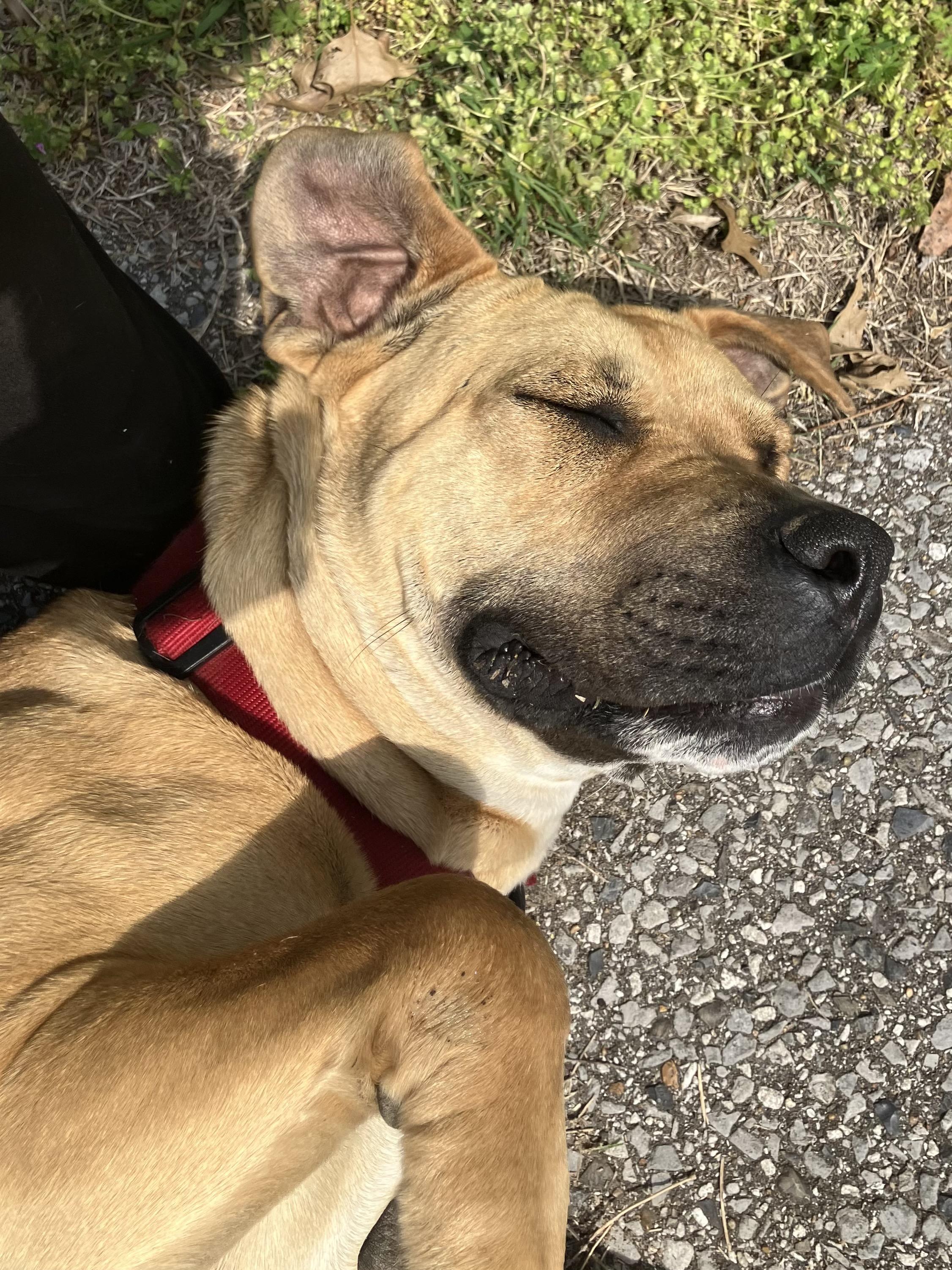 Enlarge Bella Martin , a ADOPTABLE mixed breed in Dyersburg, TN image 4/5
