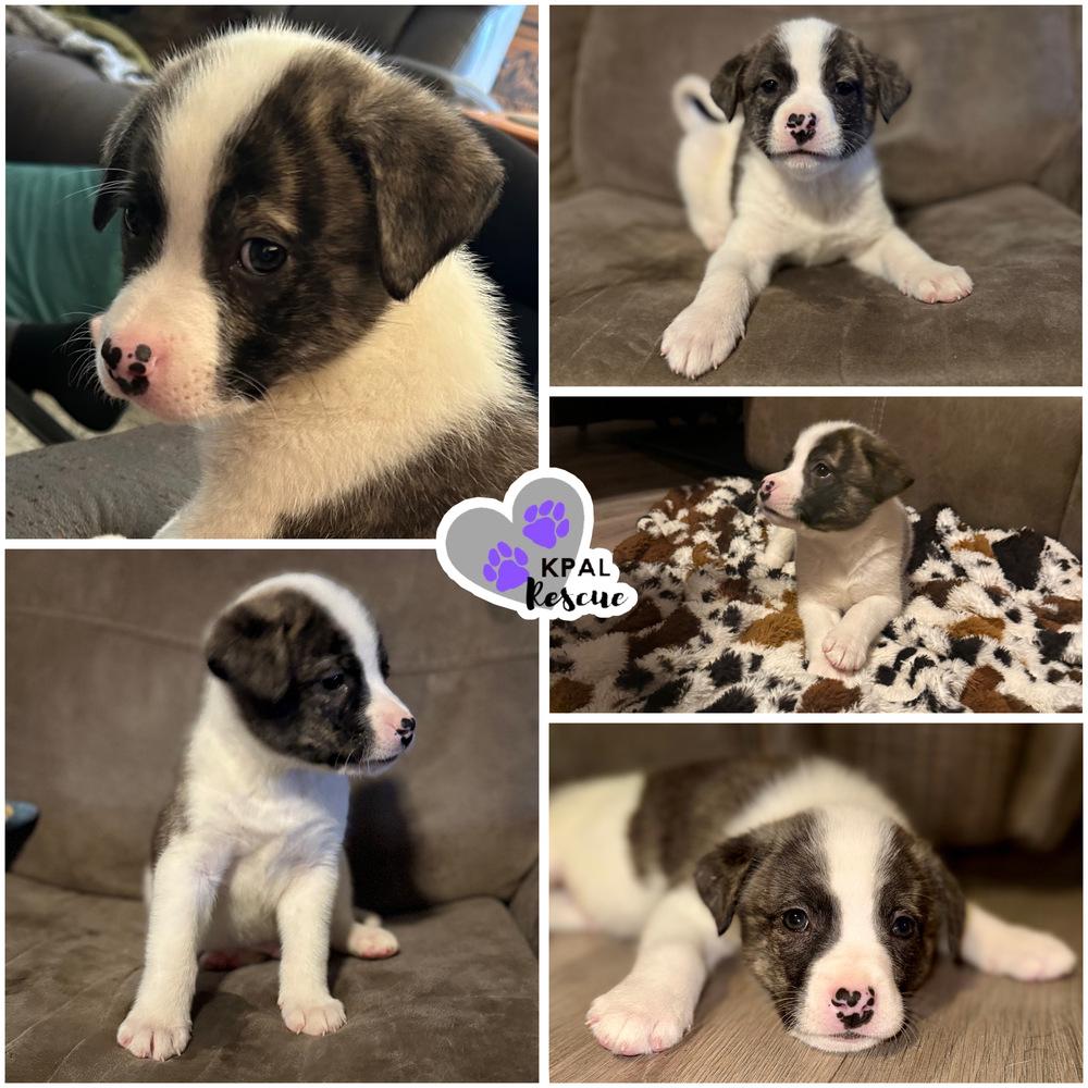 Fresno - Pepper Litter, Adopted, Puppy Male Boxer & Mixed Breed.