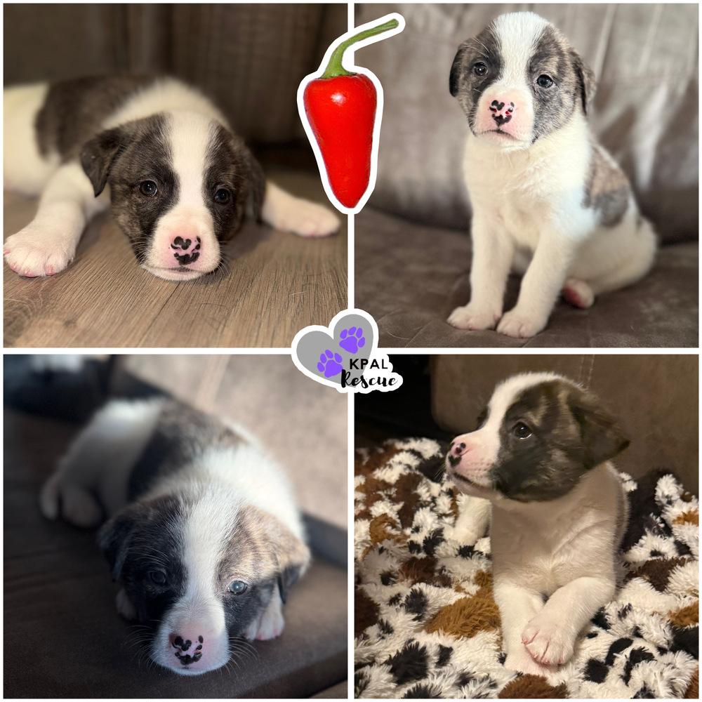 Enlarge Fresno - Pepper Litter, a Adopted mixed breed in Kenai, AK image 2/3