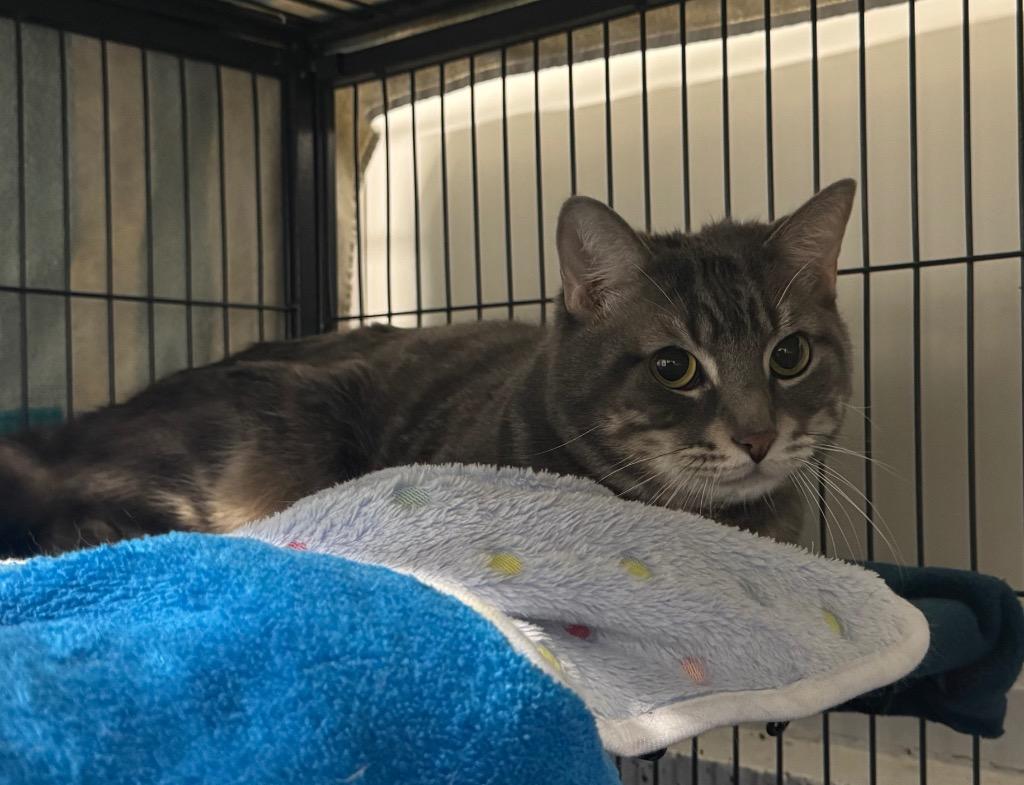 Mufassa, Adoptable, Adult Male Domestic Short Hair.