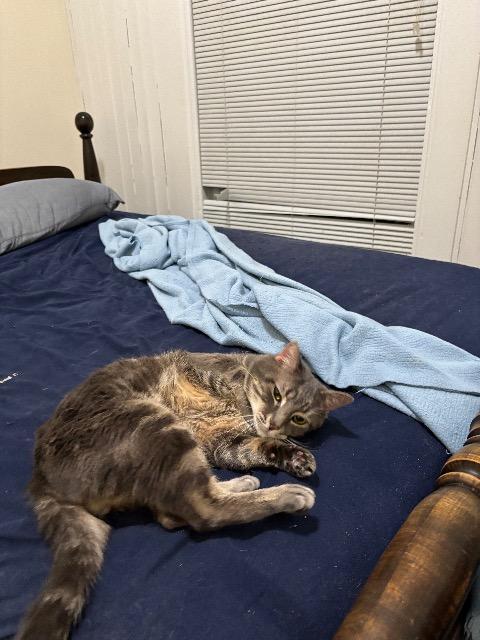 Enlarge Mufassa, a Adoptable mixed breed in St. Albans, VT image 2/2