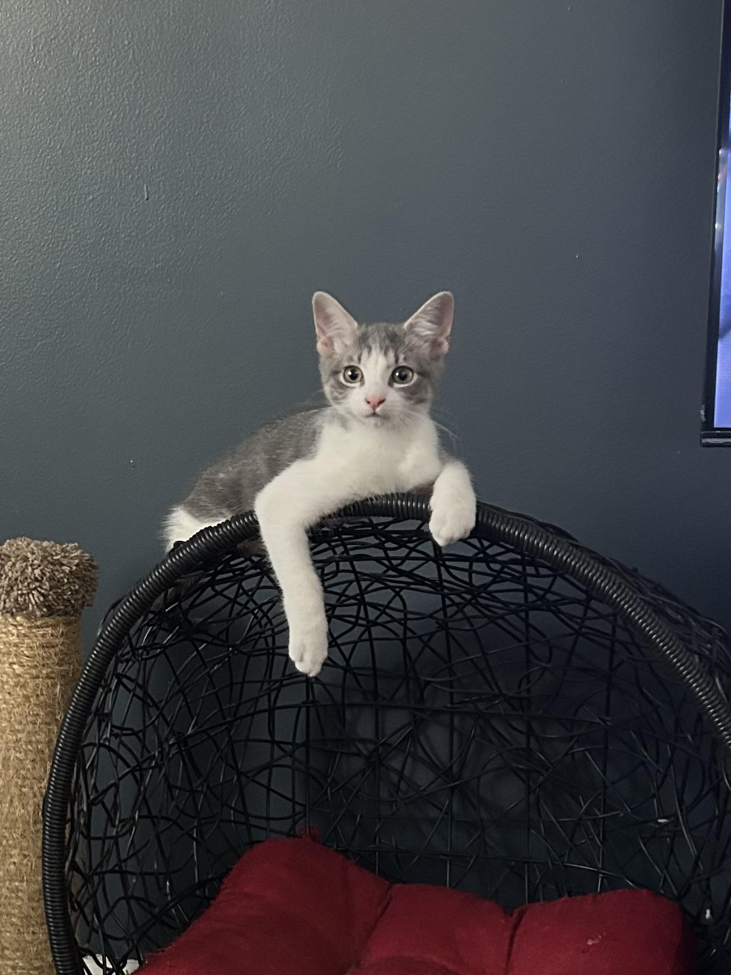 Enlarge Nutmeg & Anise, a Adoptable Domestic Short Hair in Levittown, NY image 2/5