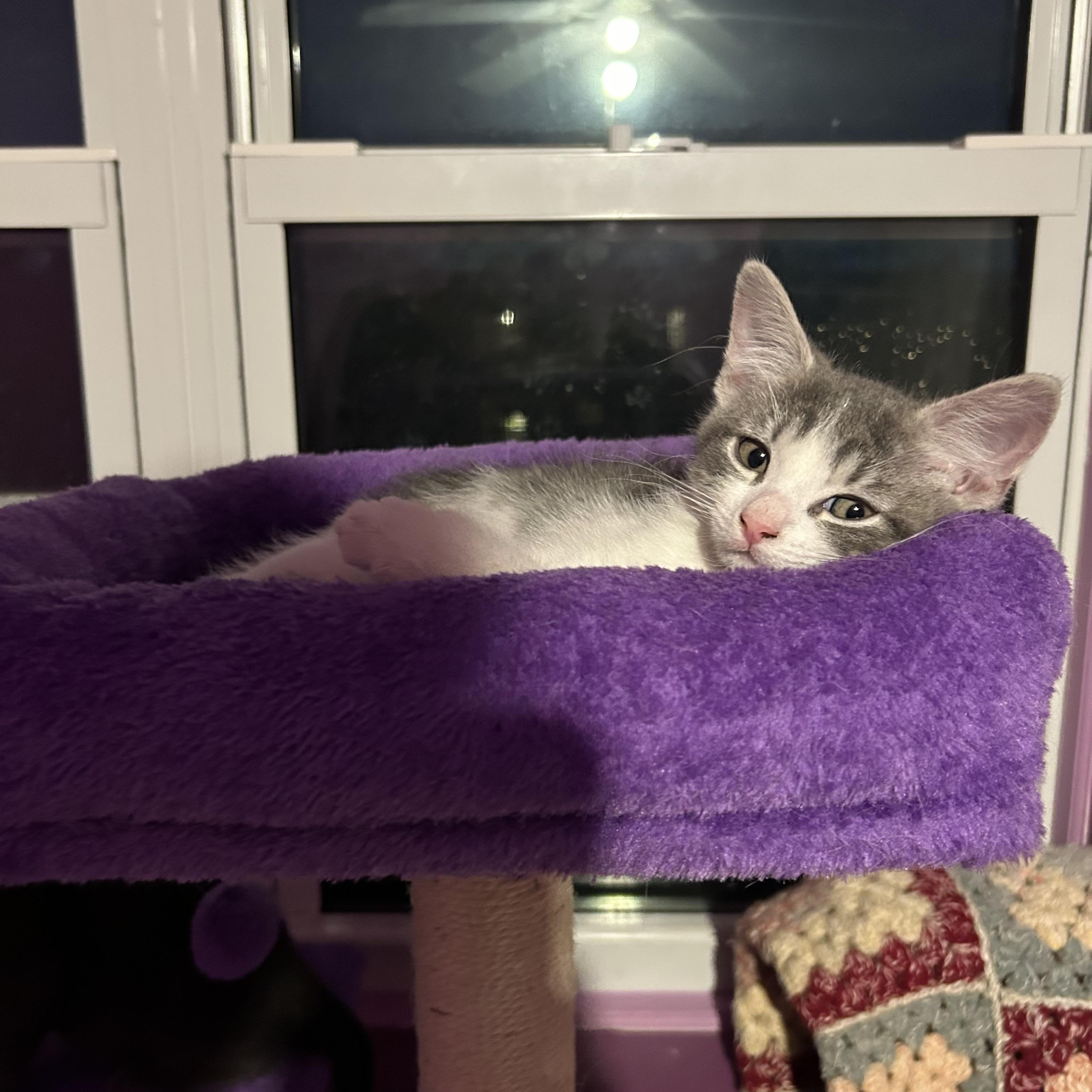 Enlarge Nutmeg & Anise, a Adoptable Domestic Short Hair in Levittown, NY image 5/5