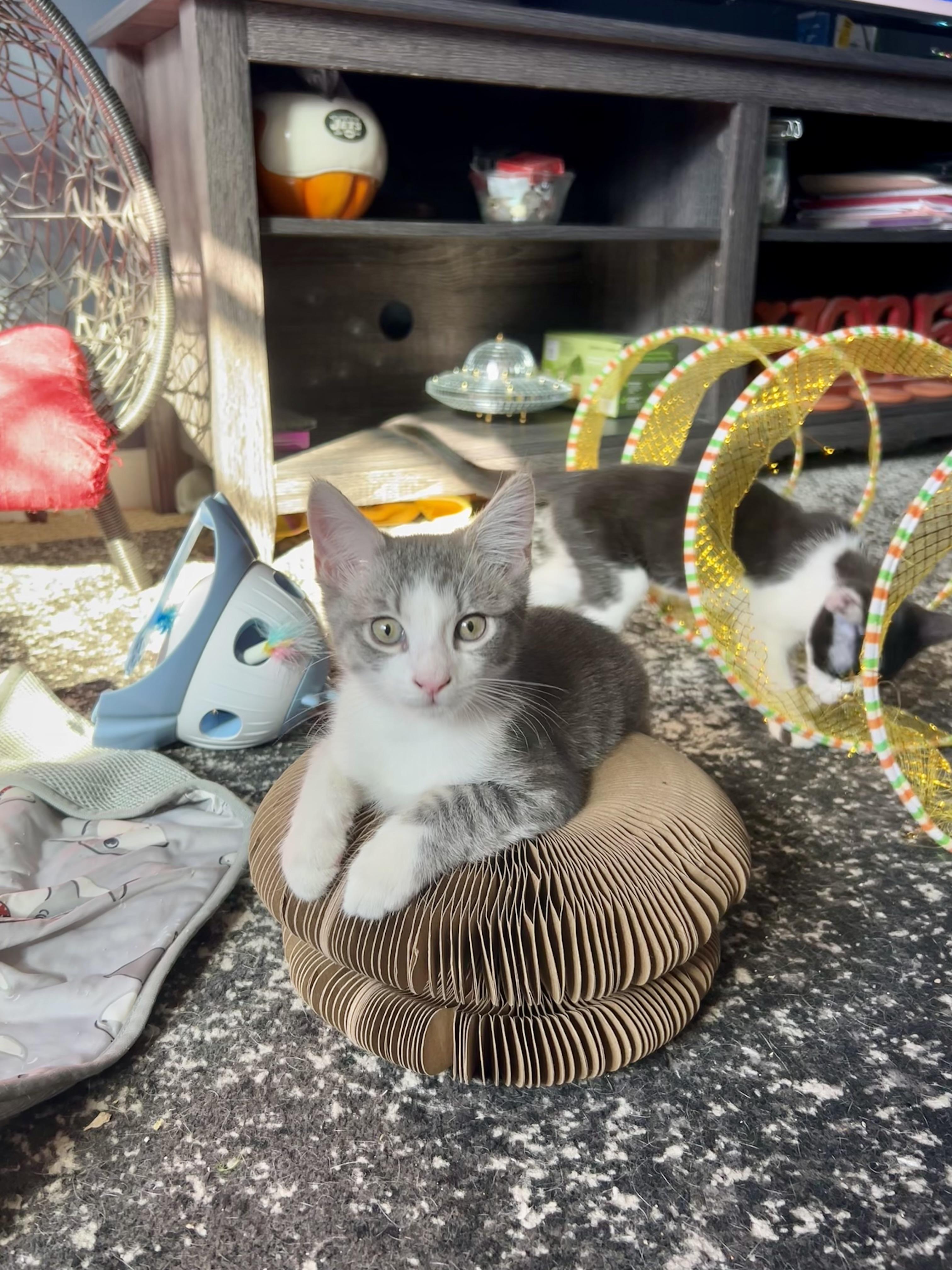 Enlarge Nutmeg & Anise, a Adoptable Domestic Short Hair in Levittown, NY image 1/5