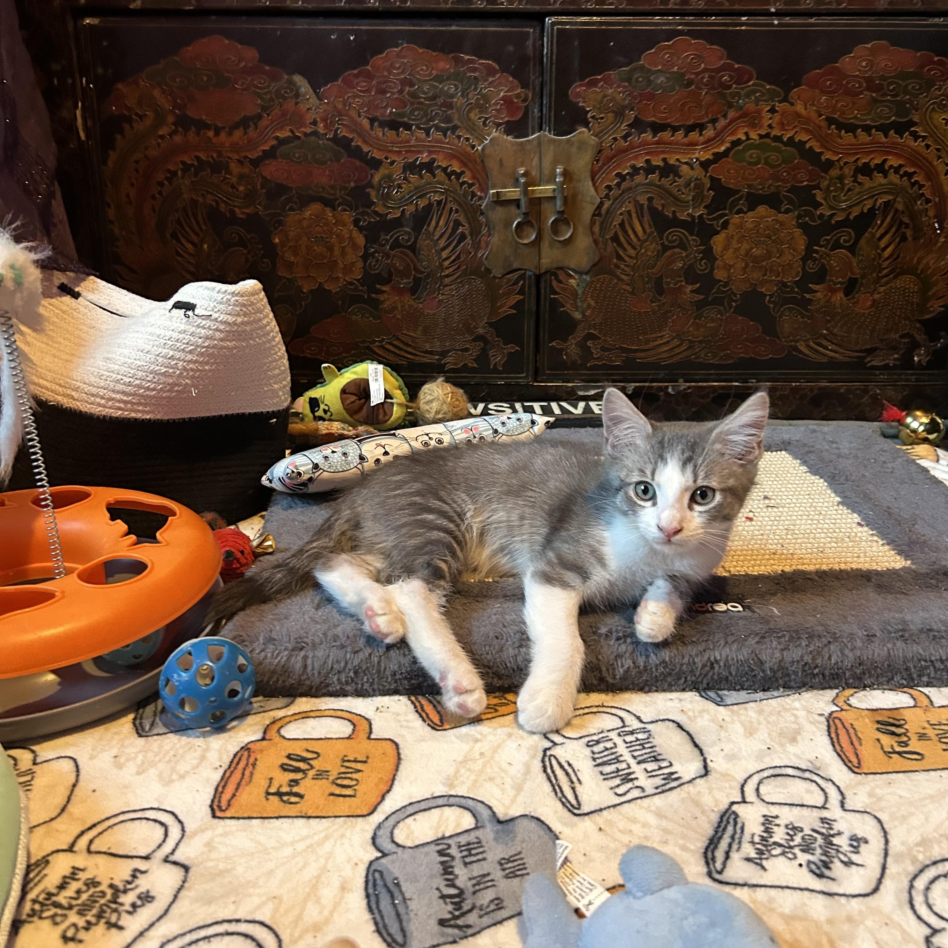 Enlarge Nutmeg & Anise, a Adoptable Domestic Short Hair in Levittown, NY image 4/5