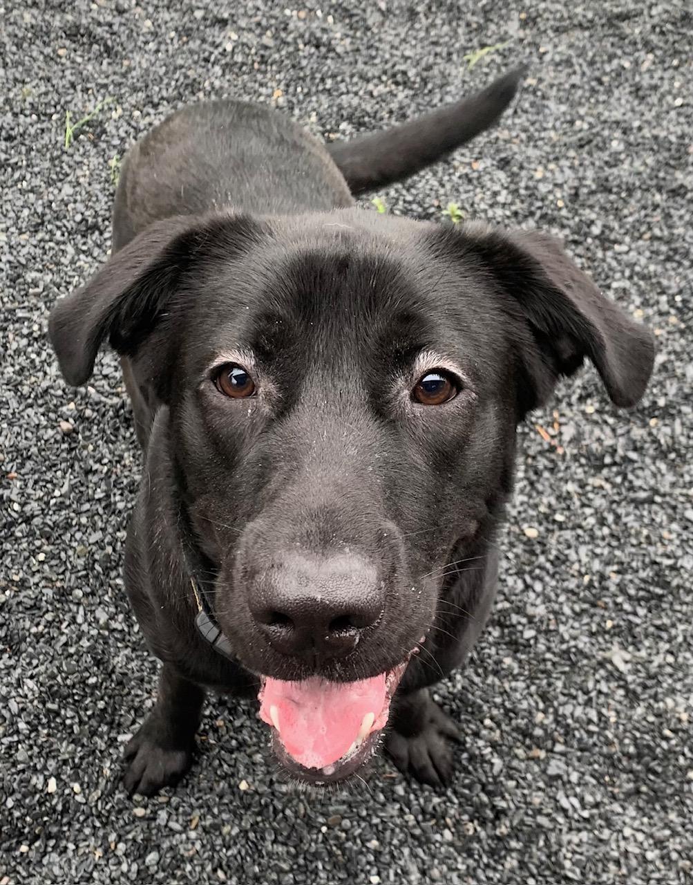 Taz, Young Male Black Labrador Retriever