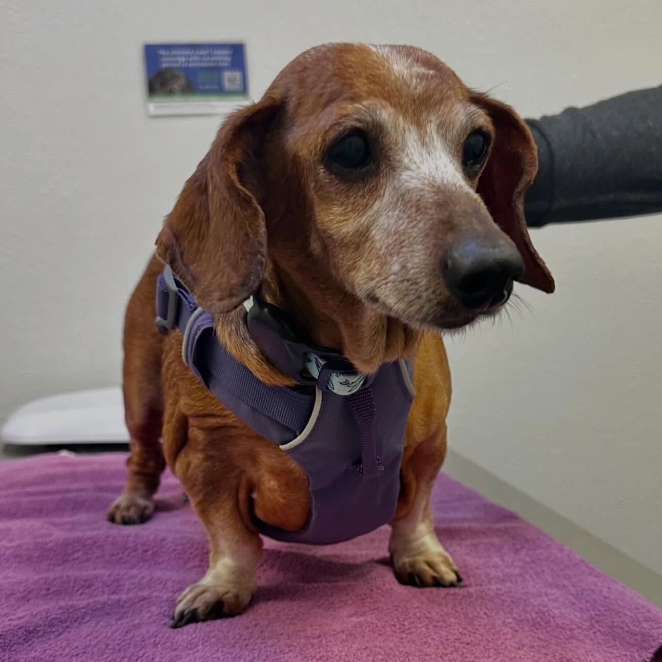 Enlarge Sadie (Bonded w/Winston), a Adoptable Dachshund (Long Haired) in Portland, OR image 1/3