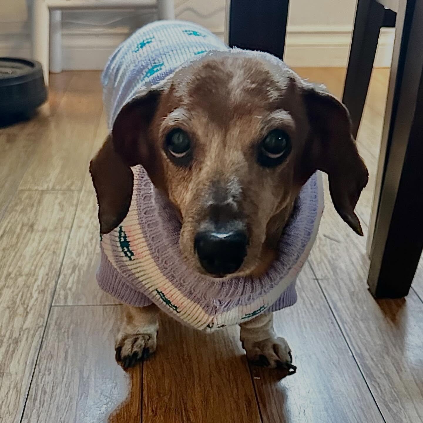 Sadie (COMING SOON), Adoptable, Senior Female Dachshund (Long Haired).