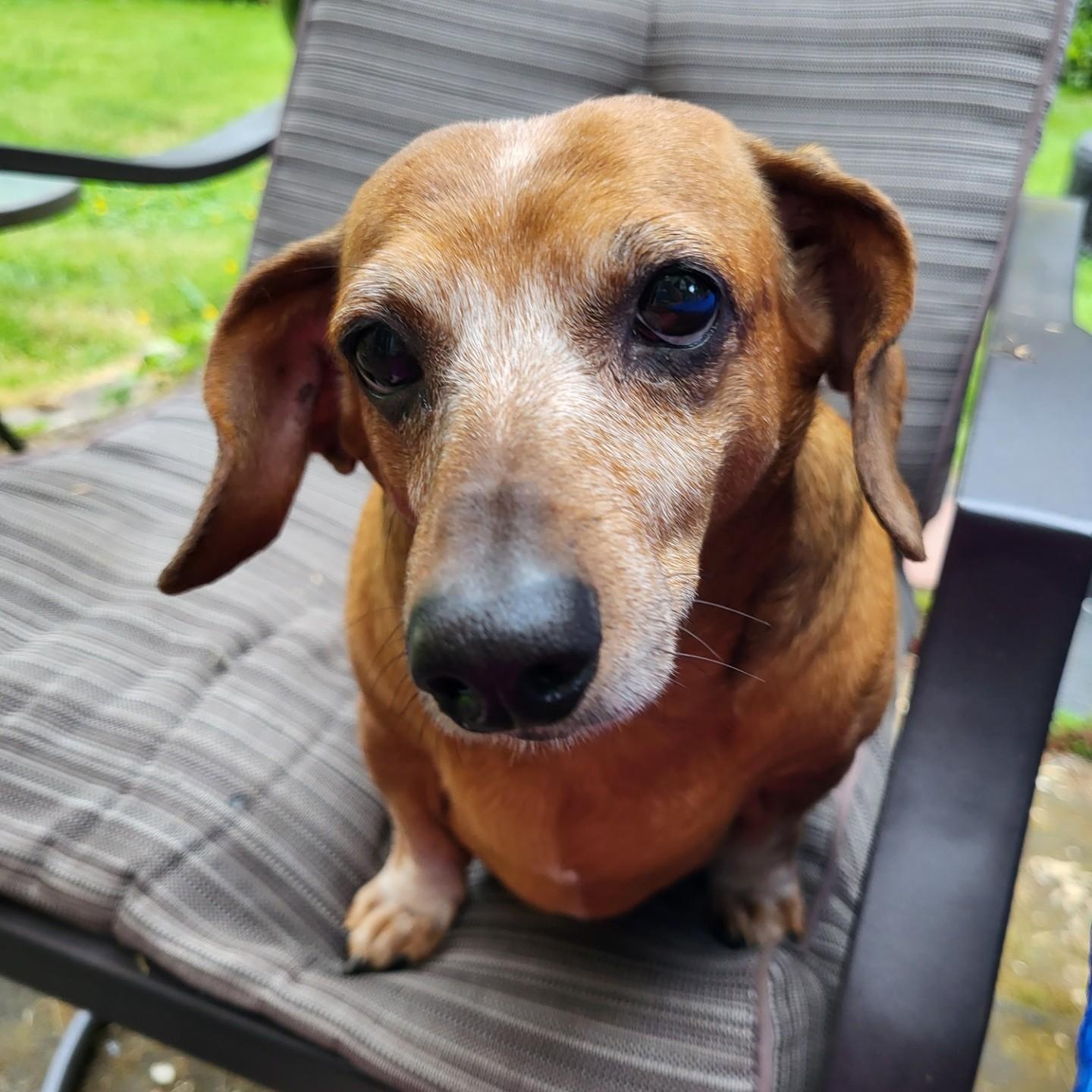 Enlarge Sadie (Bonded w/Winston), a Adoptable Dachshund (Long Haired) in Portland, OR image 2/3