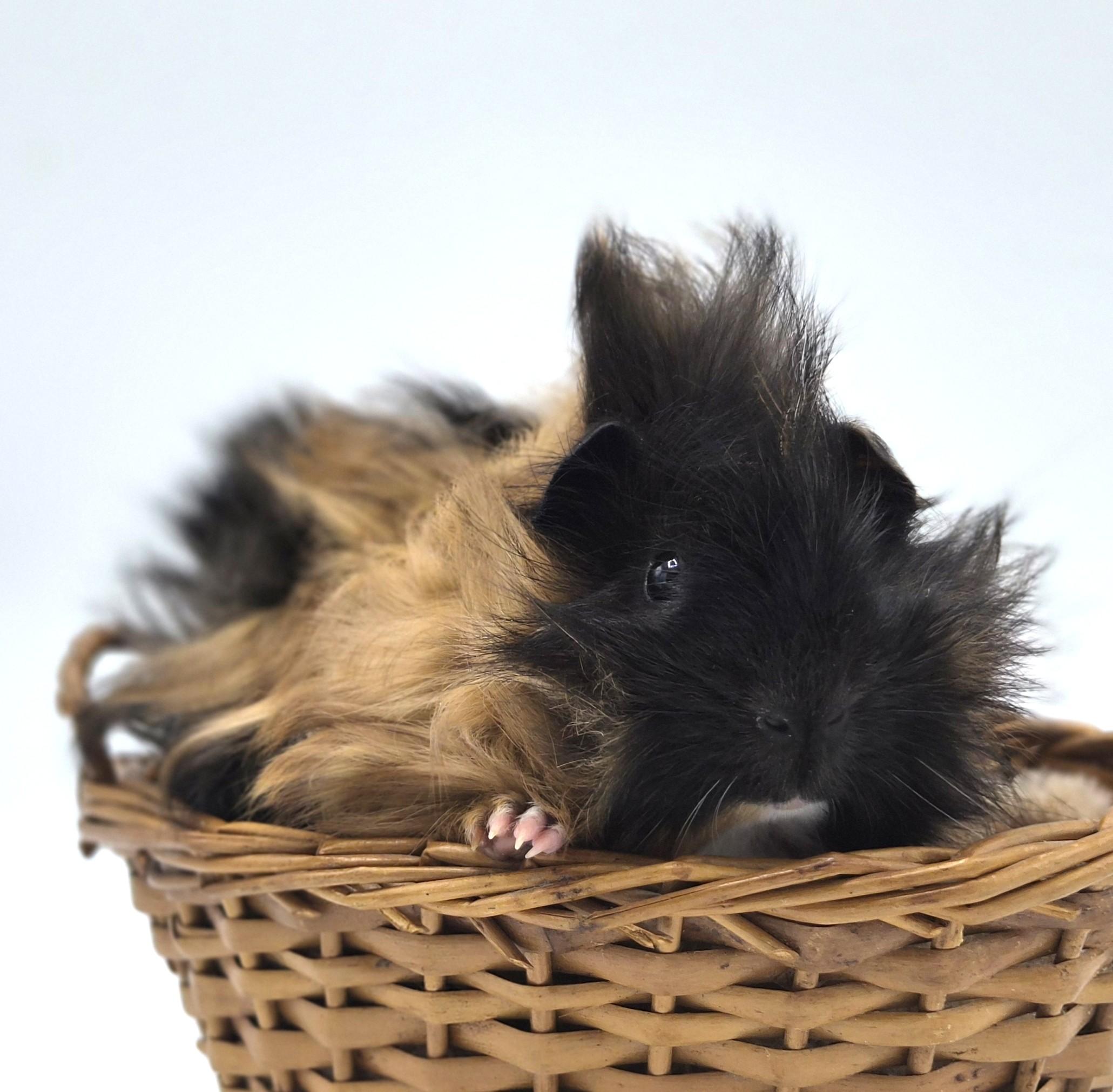 Enlarge Walnut, a ADOPTABLE mixed breed in Angleton, TX image 1/2