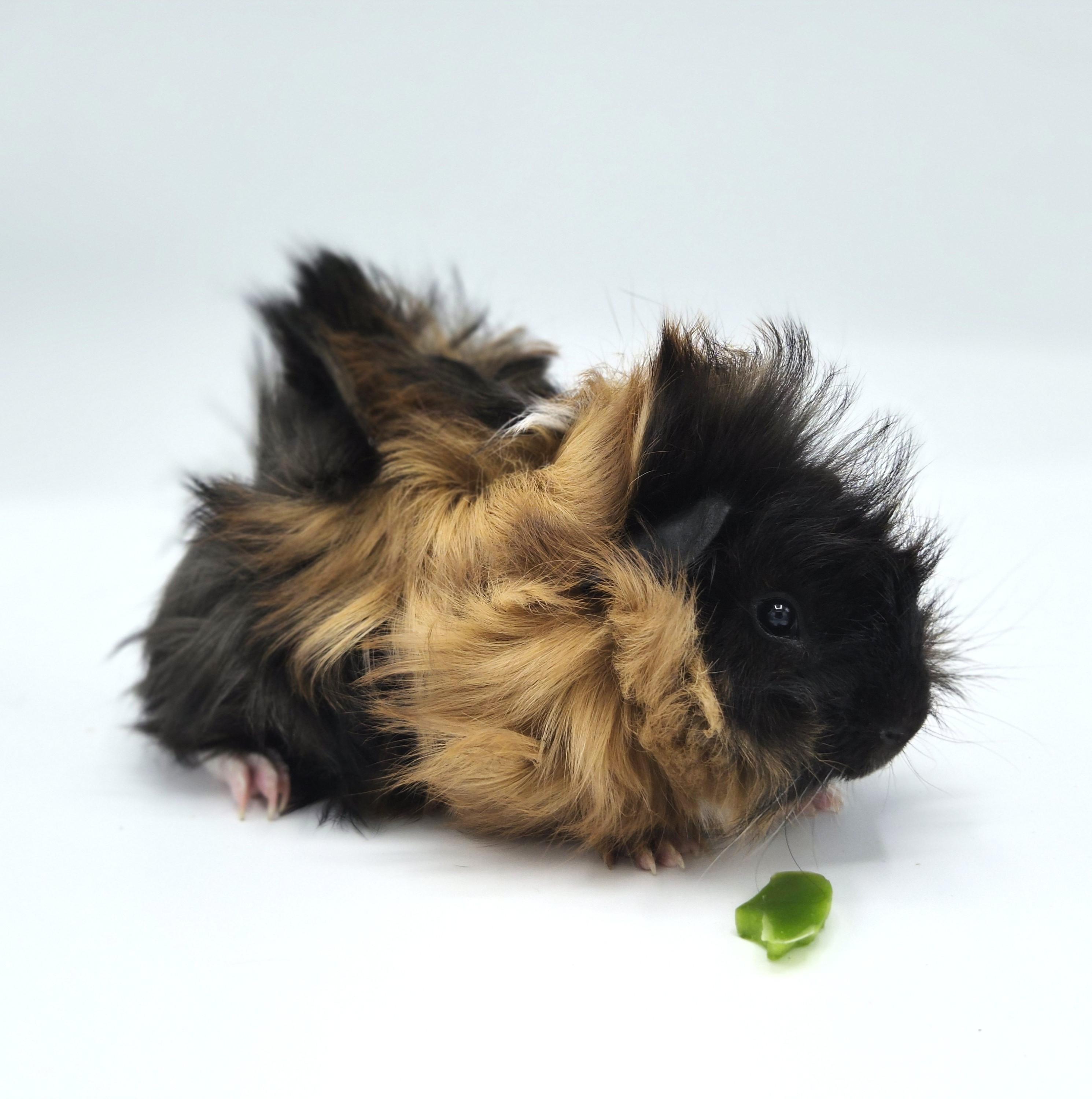 Enlarge Walnut, a ADOPTABLE mixed breed in Angleton, TX image 2/2