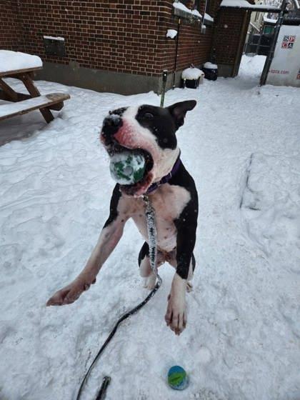 Happy, a Adoptable mixed breed in Montreal, QC image 1/3