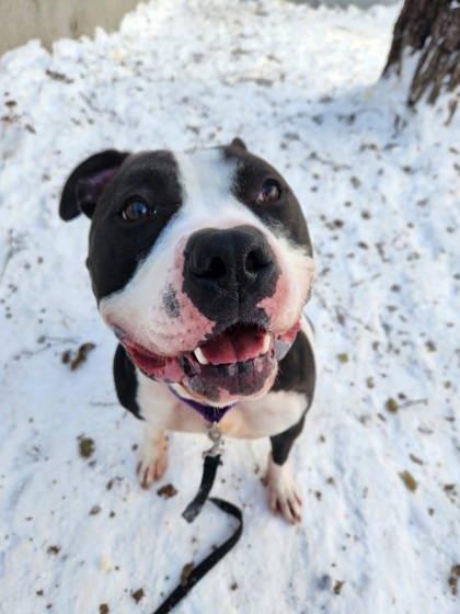 Happy, a Adoptable mixed breed in Montreal, QC image 2/3