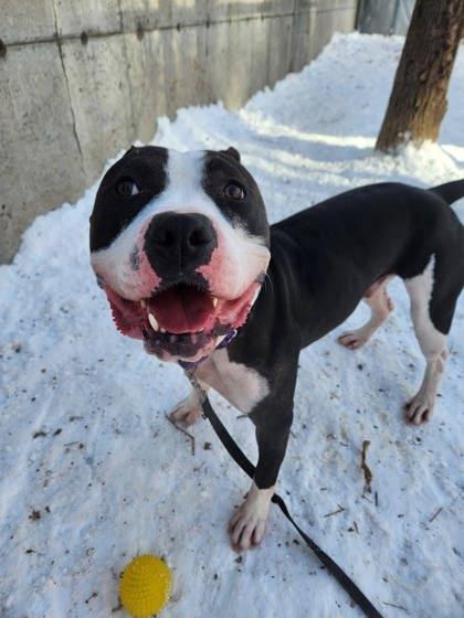 Happy, a Adoptable mixed breed in Montreal, QC image 3/3