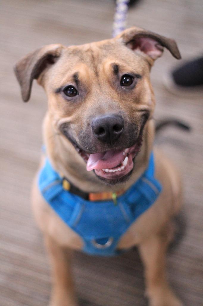 Enlarge Betsy, a Adopted mixed breed in Utica, MI image 1/4