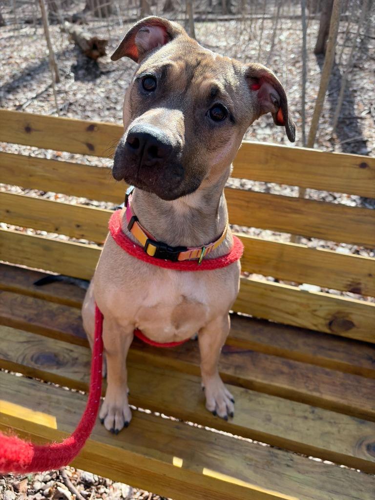 Enlarge Betsy, a Adopted mixed breed in Utica, MI image 2/4